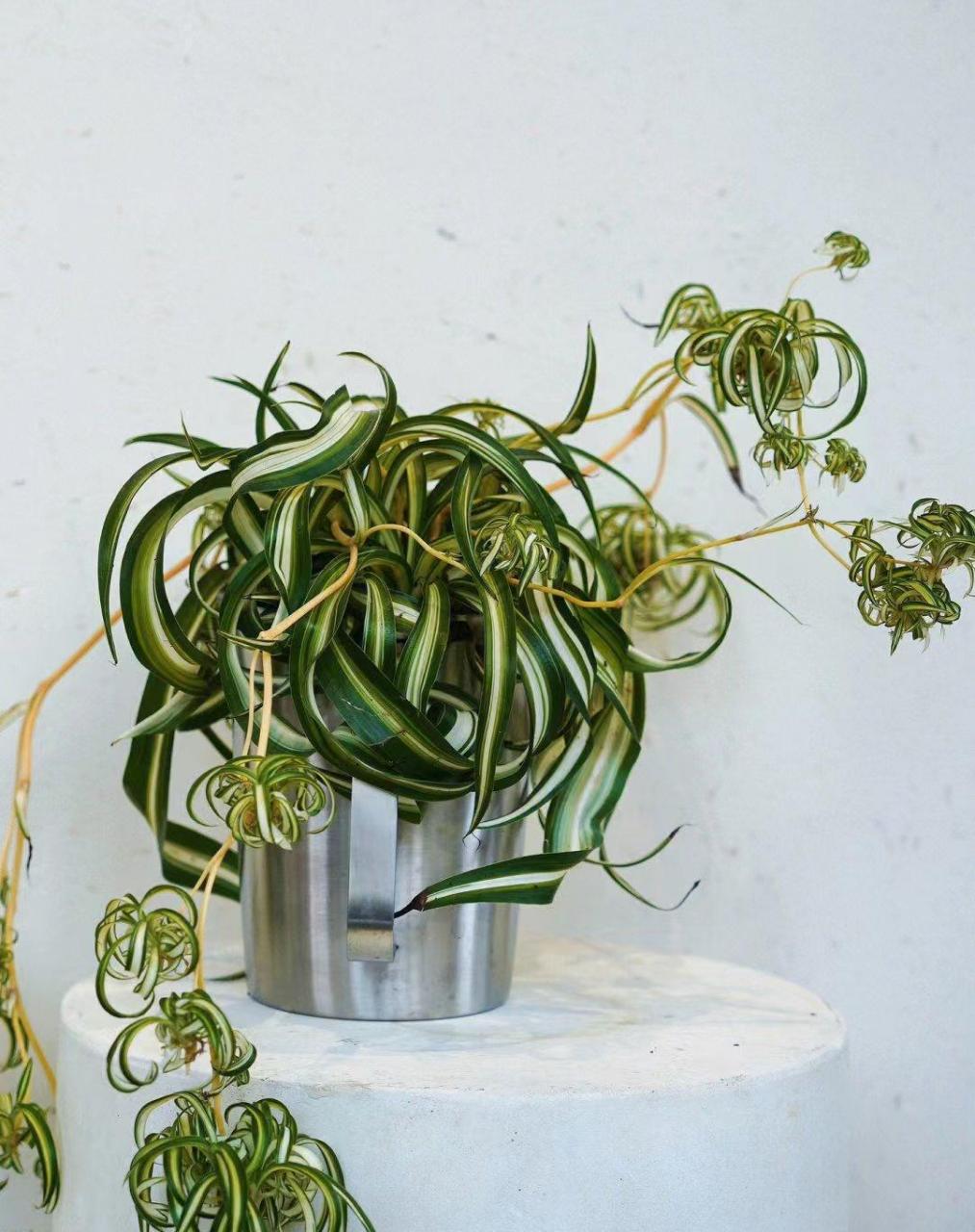 邦尼吊兰又称卷叶吊兰,原产荷兰地区,因为叶片自然卷曲,颇具异域风情