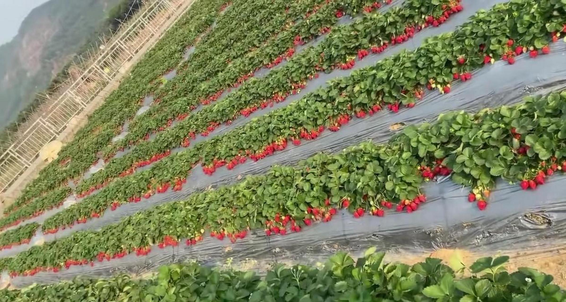 网友:来广东朋友家地里,他家这草莓长的真好啊!