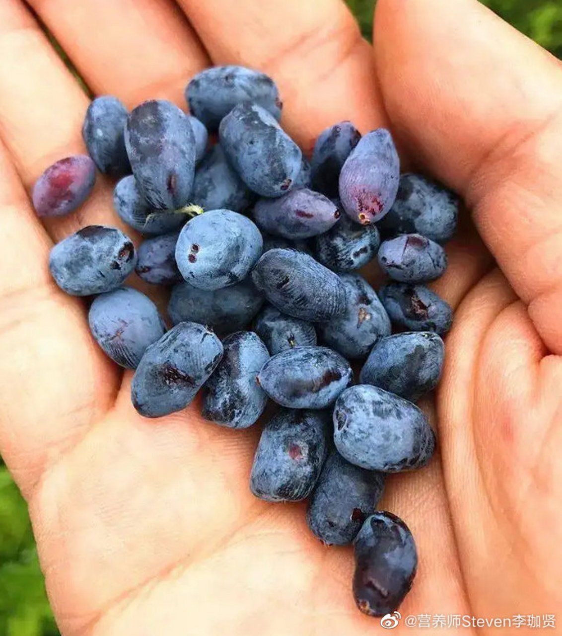 【超级食物之蓝锭果,你吃过吗?