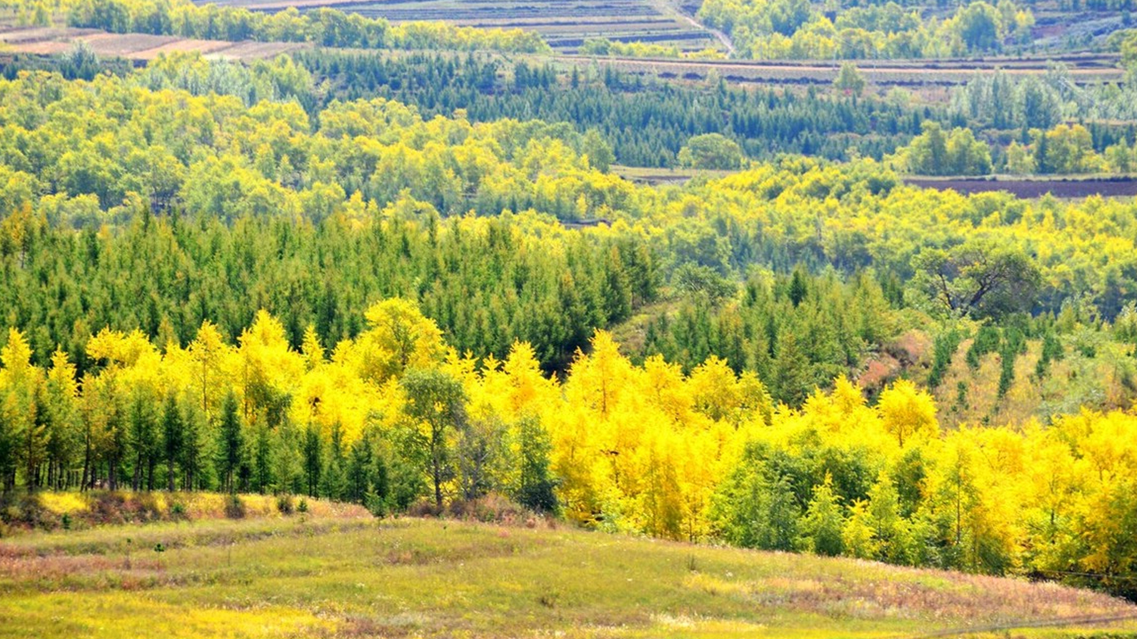 河北张家口,坝上沽源县草原天路沿线风光无限,秋分将近,坝上地区秋意