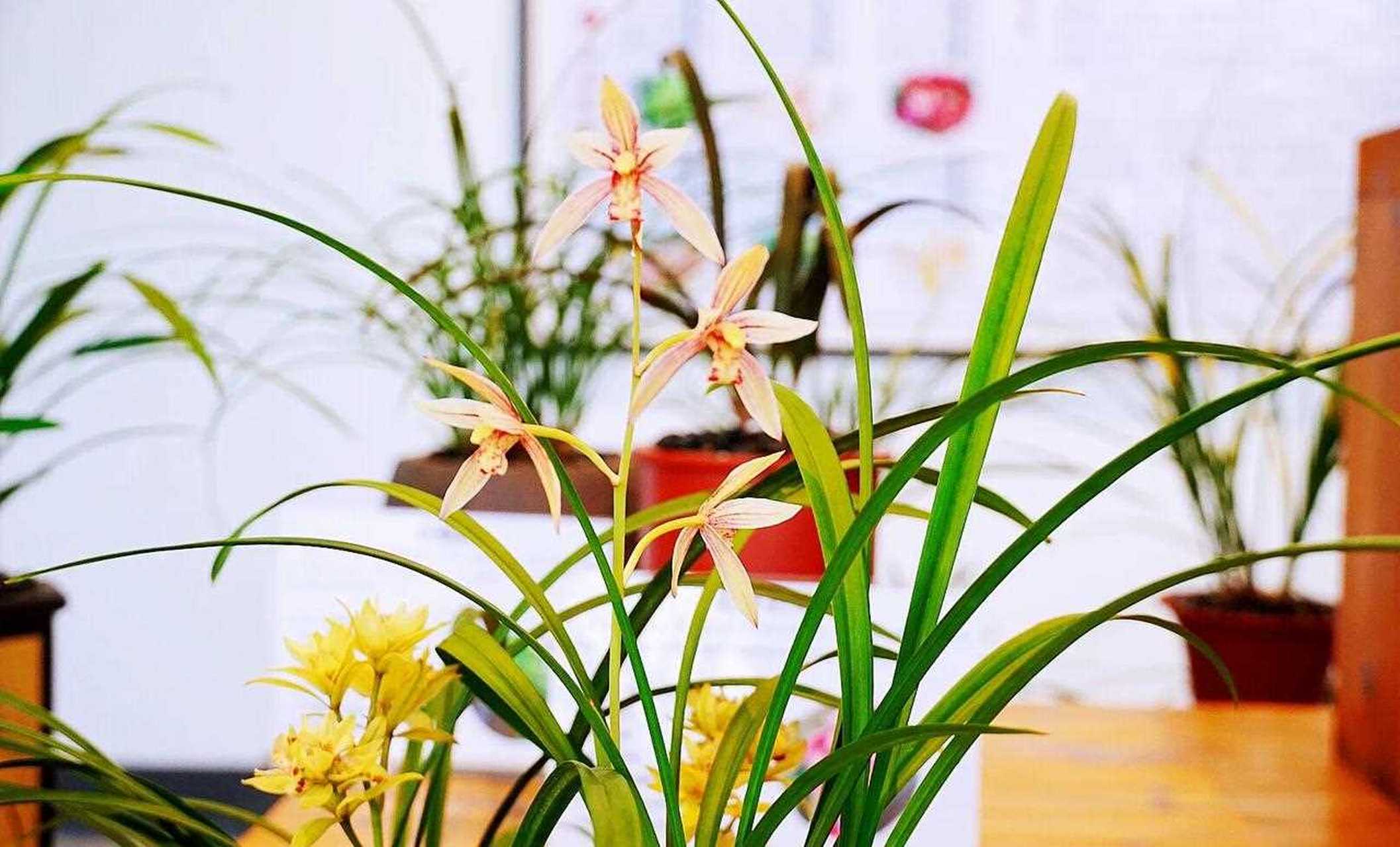 翁源县,中国兰花之乡,中国兰花第一县,兰花种植面积2.