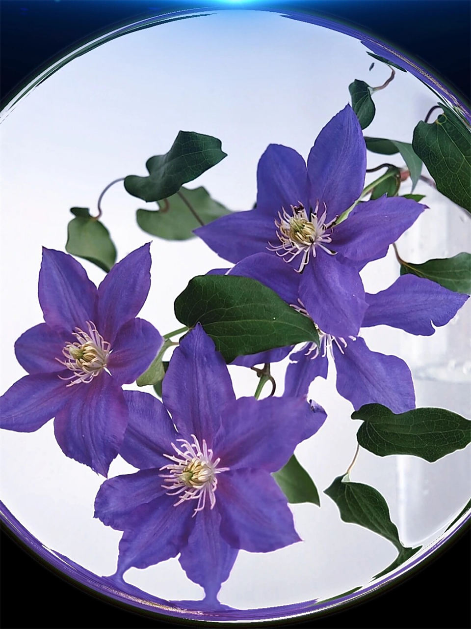 藤本皇后铁线莲  给大家介绍一种特别的花——铁线莲.