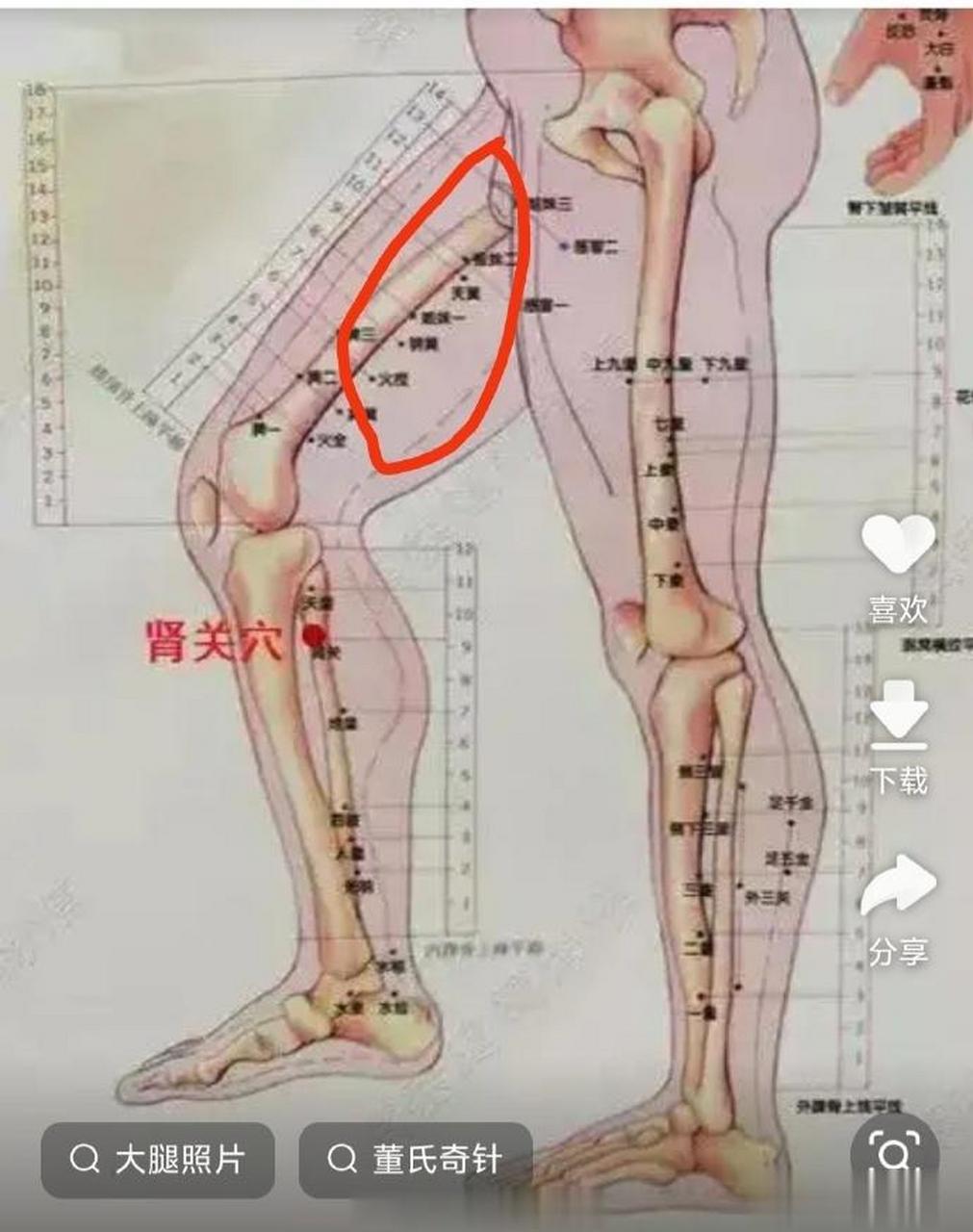 大腿内侧肝经的位置图图片