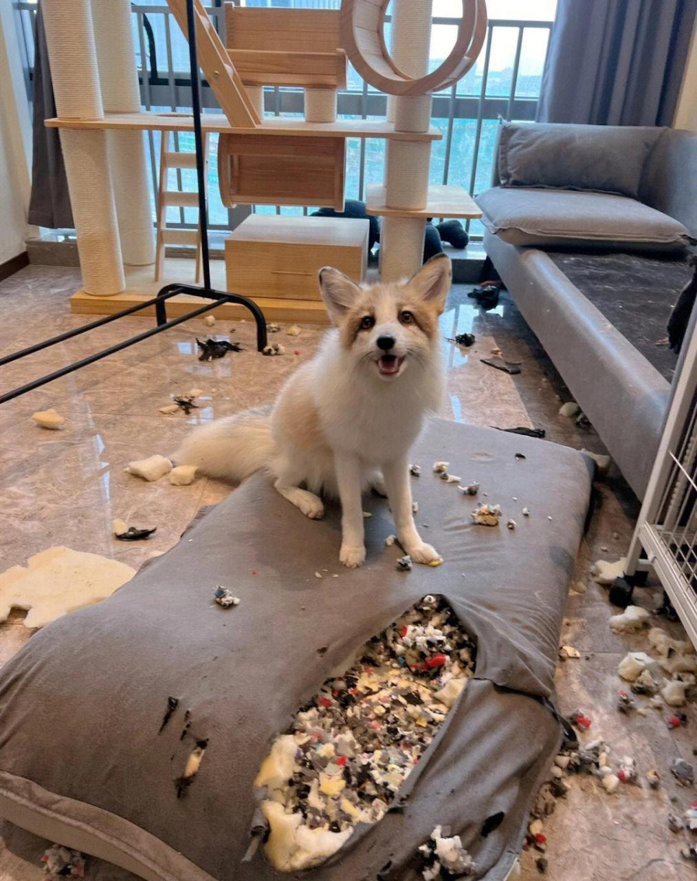 你看这沙发是黑心棉啦!
