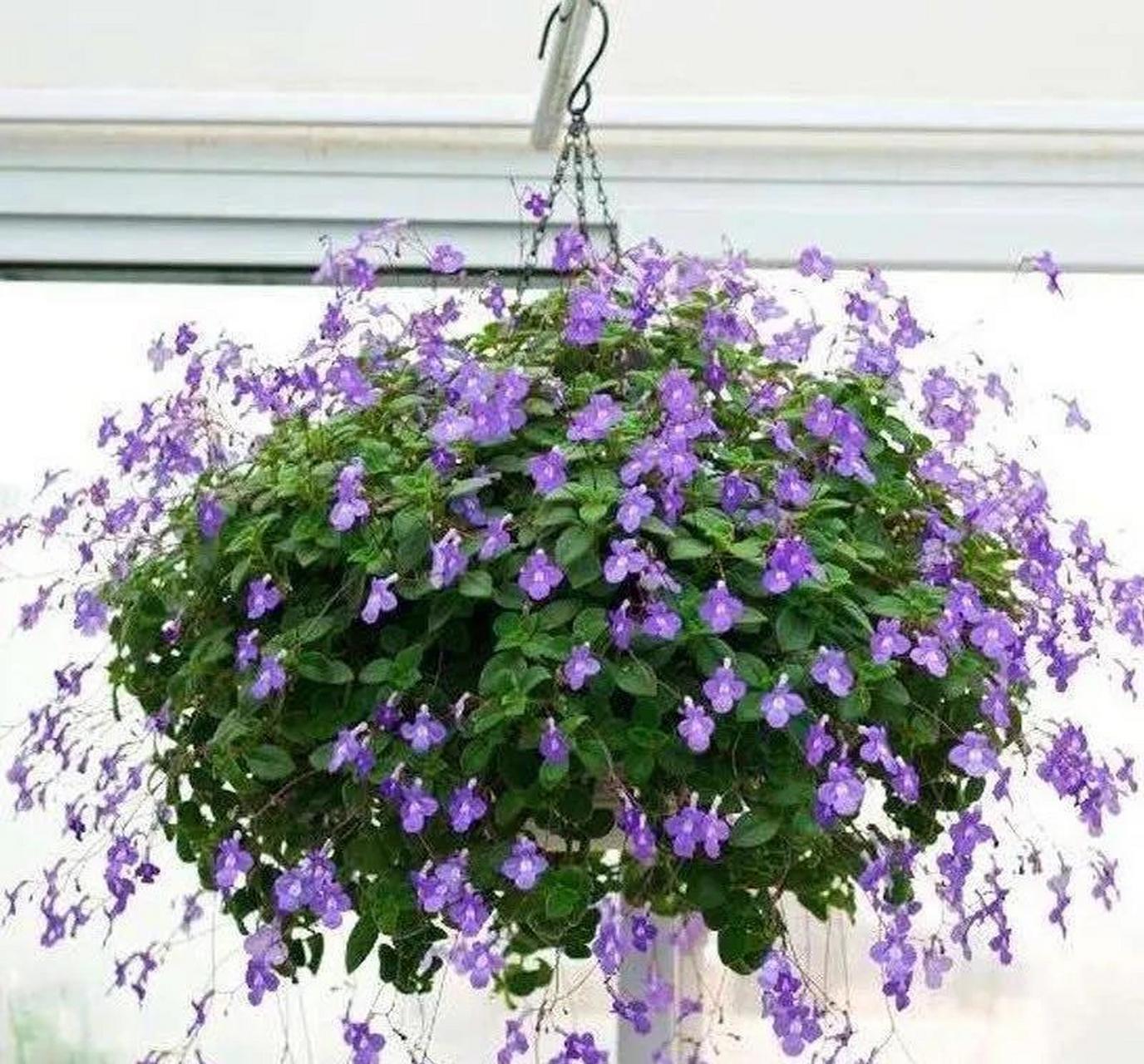 海豚花又叫海角樱草花,是一款开花非常漂亮的观赏花卉,条件适宜的话