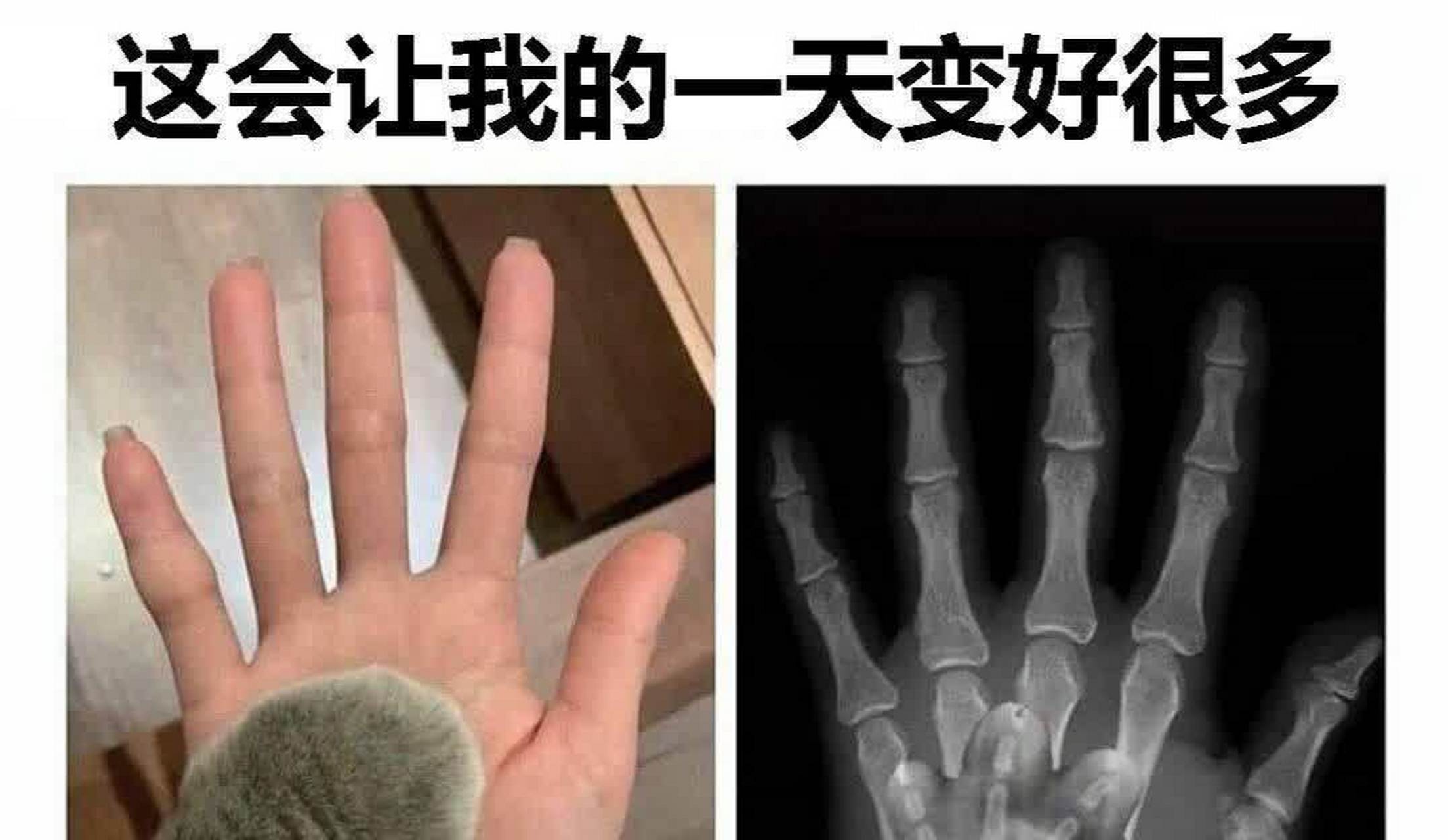 原来猫的爪子这么可爱,给小猫拍的x光片也很治愈.