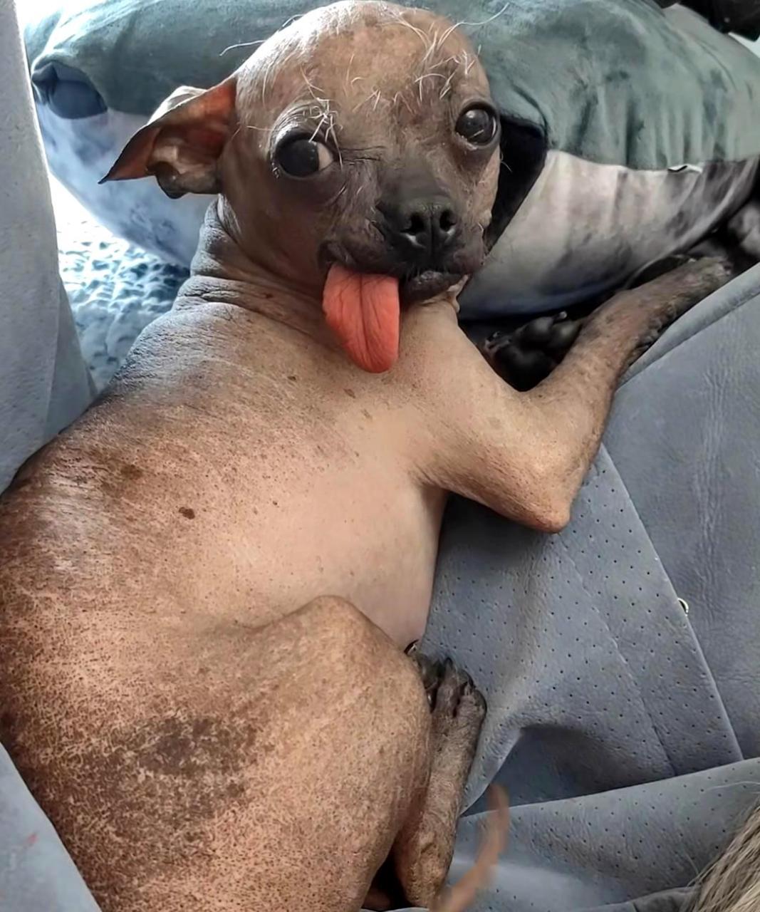 我的狗被人们形容为小钻风!