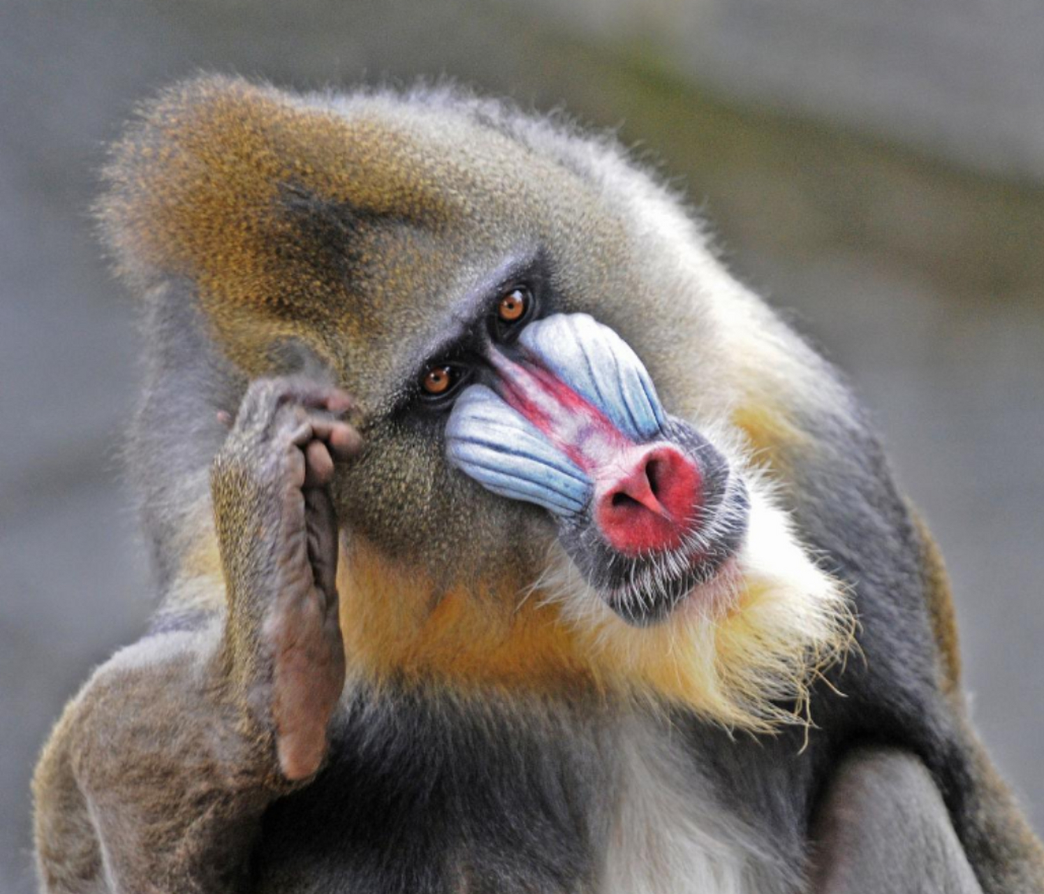 在湘西等地,曾传言有一种身高2米,形似猴子,马面凹