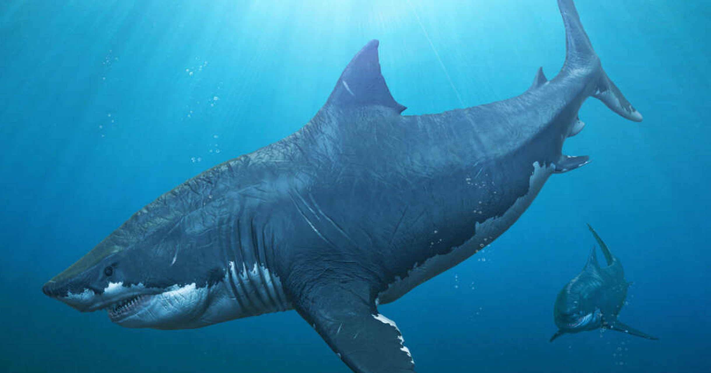 光环巨齿鲨是一种已经灭绝的史前巨兽,生活在约2000万年前的中新世,是