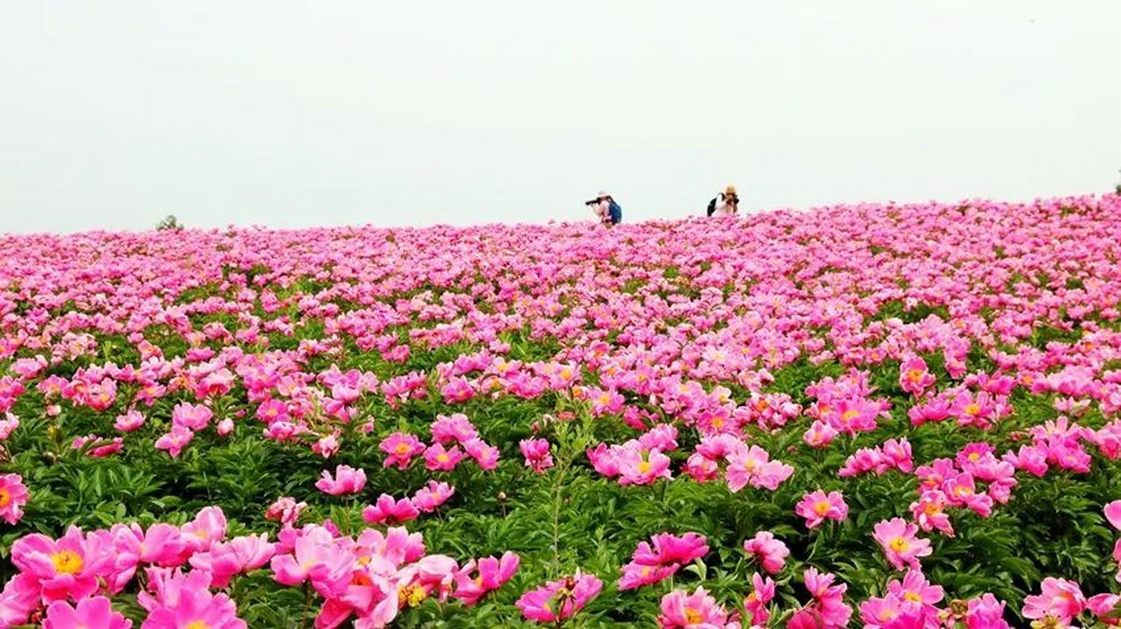 金堂县转龙镇满载爱情的鲜花山谷里芙蓉花海已然绽放.