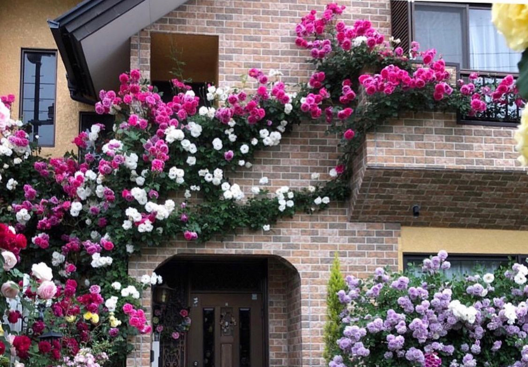 盘点8款,适合做花墙,容易养,易爆花会攀爬的花,花园里,别墅庭院里