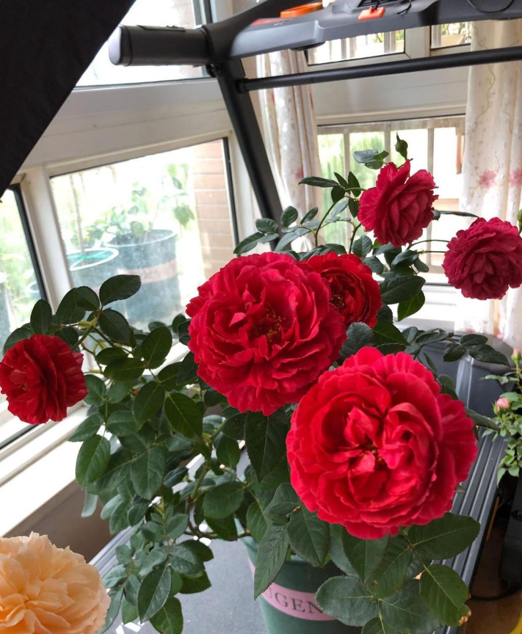 真彩230——一款长得像牡丹/芍药的月季花,花型圆润饱满,厚实有质感