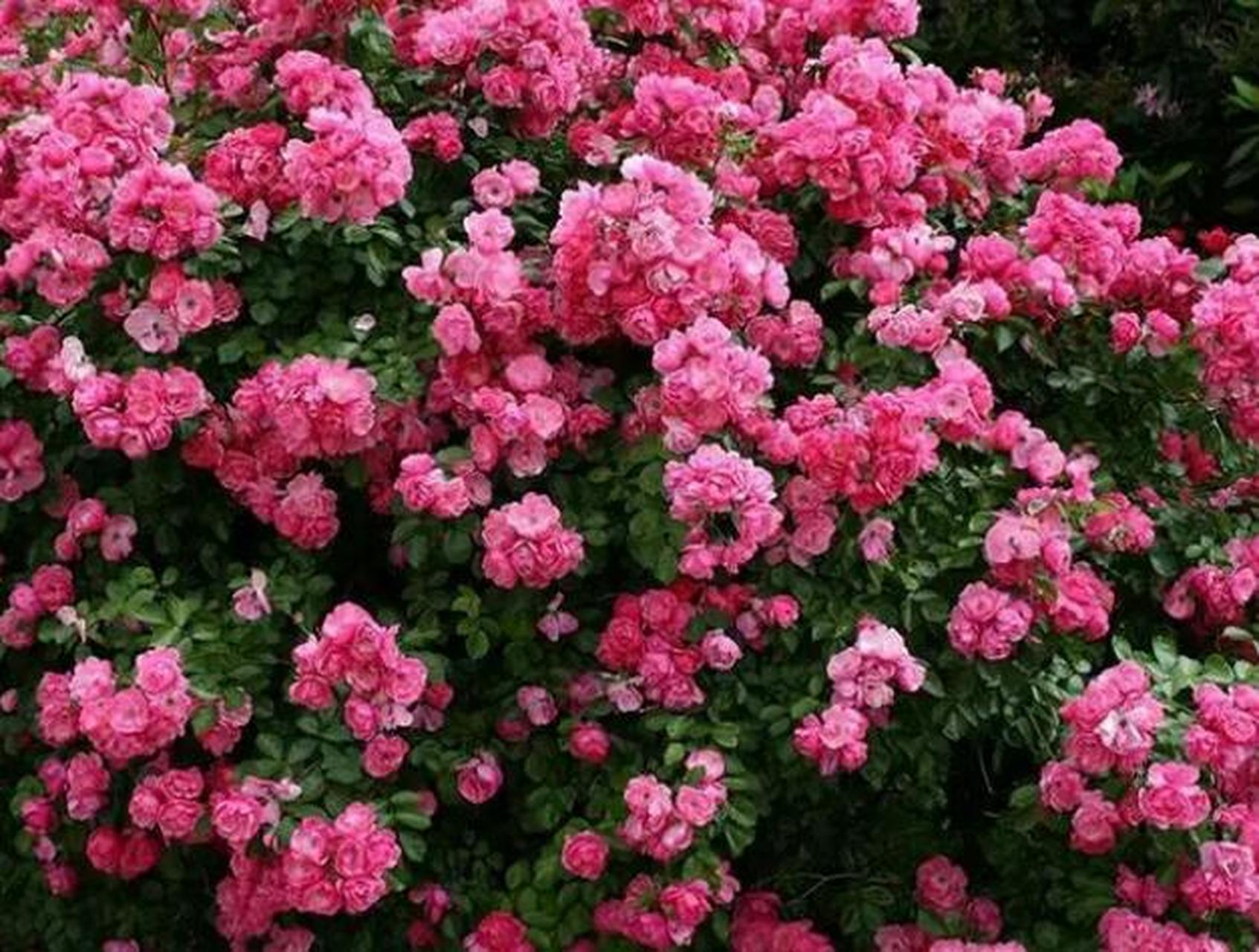 藤本月季中安吉拉是一款非常好养活的品种,安吉拉的花朵虽然小,但是它