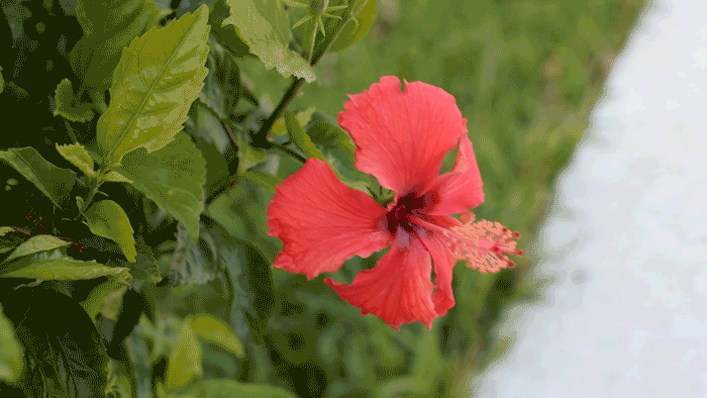 摄影#   红色木槿花,又称为朱槿,你了解吗?