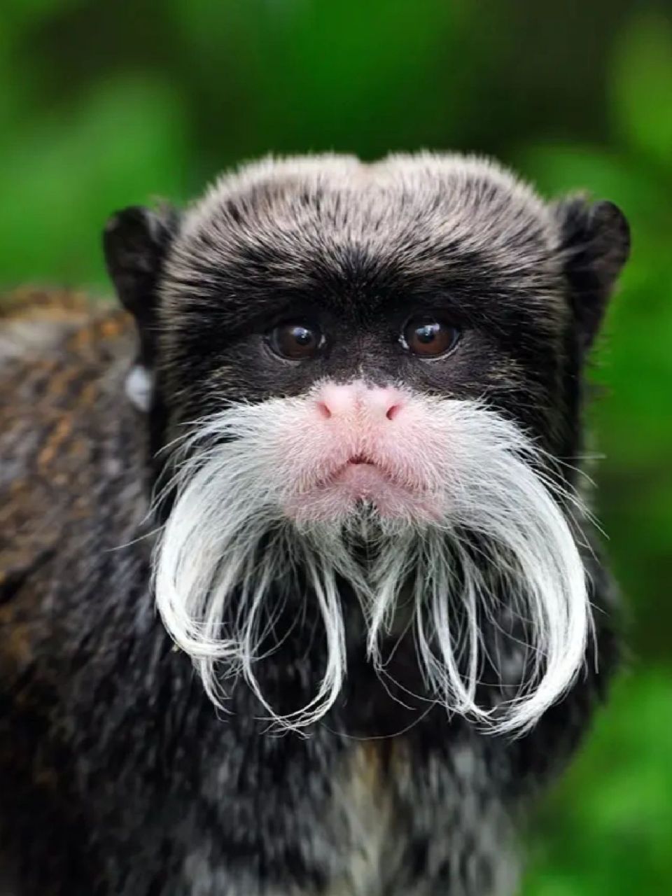 每天陪孩子一起瞧动物 名称:皇柽chēng柳猴(saguinus imperator)