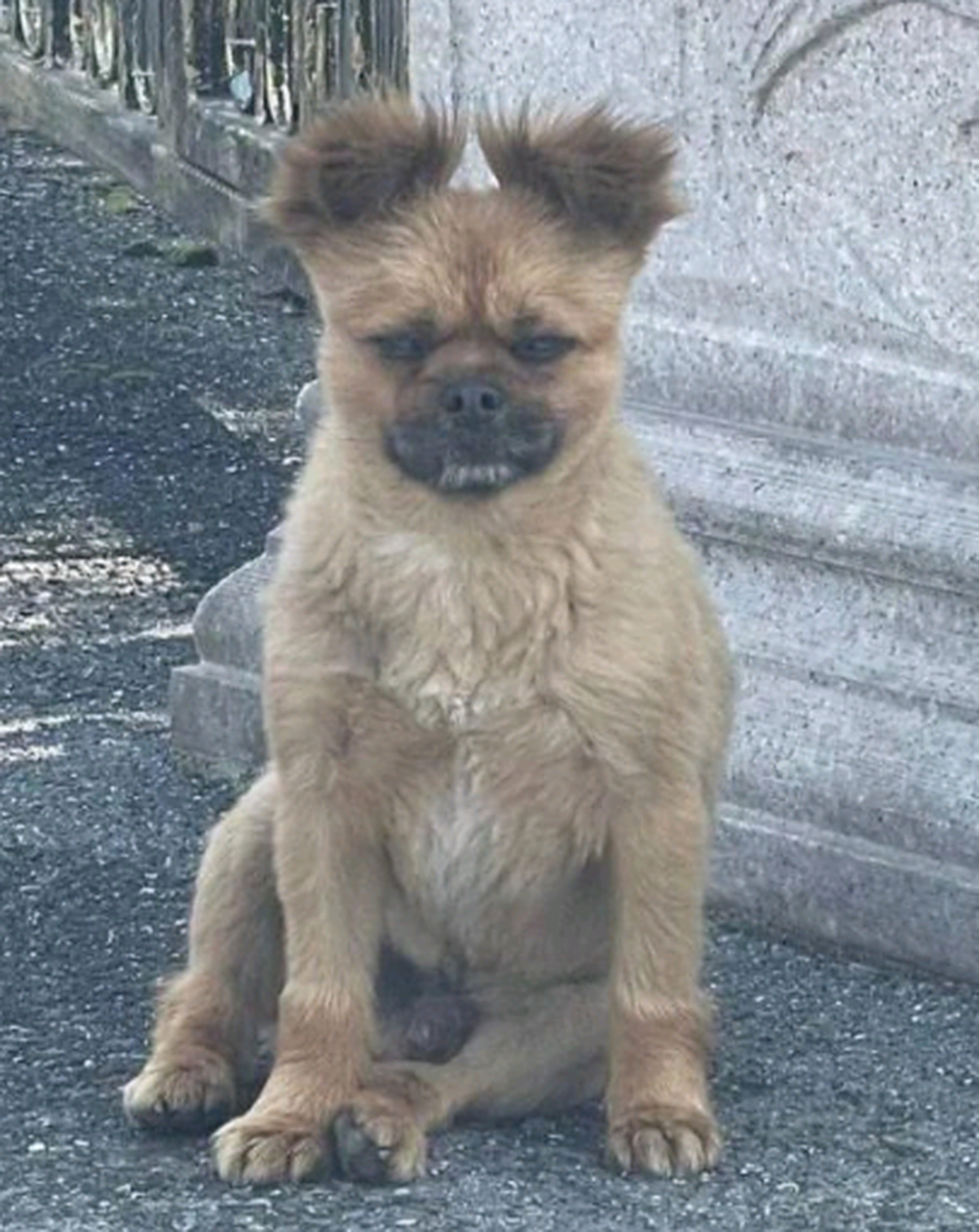 究竟是什么样的狗才可以长得这么潦草?