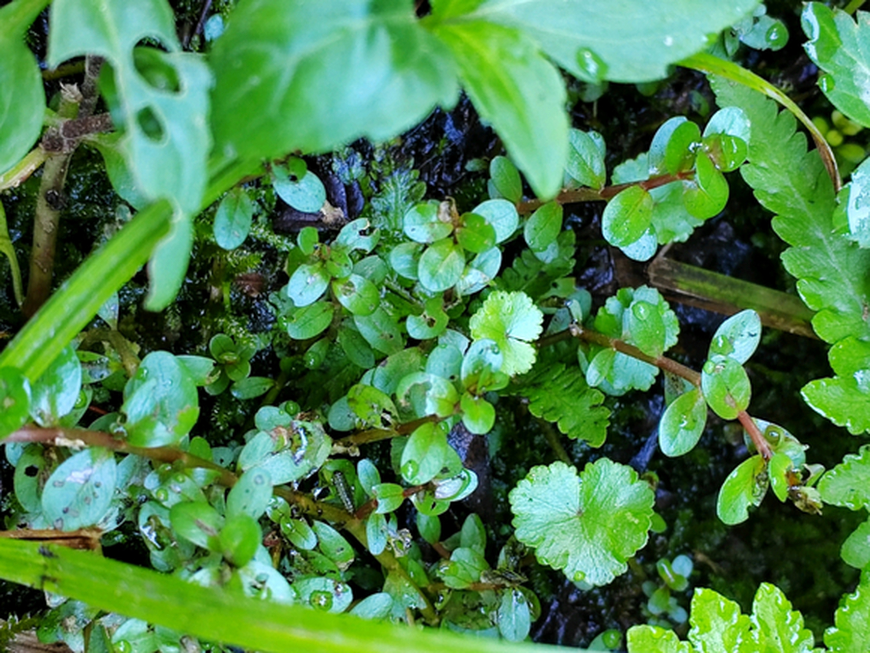 路边的小草,问一问它们的名字?