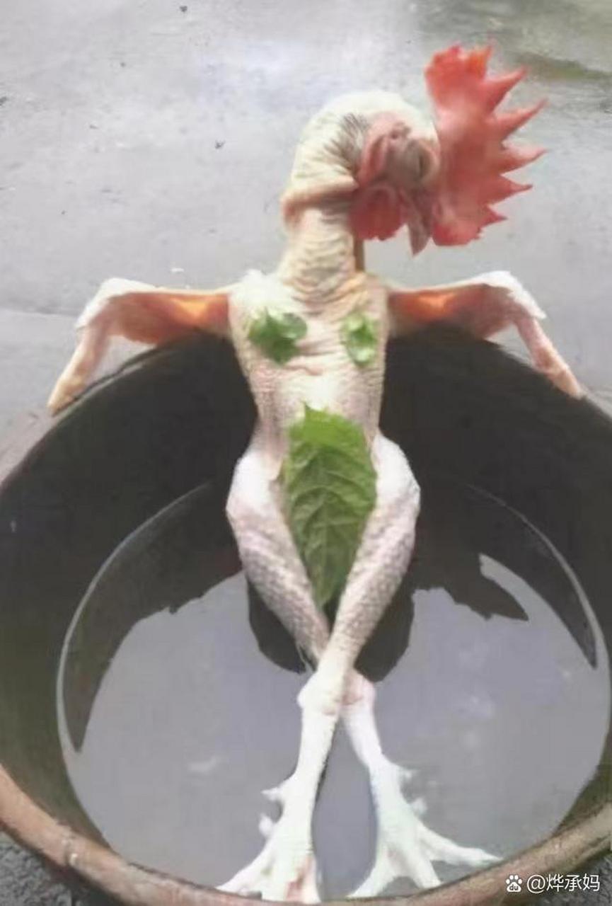 性感的鸡![笑哭]