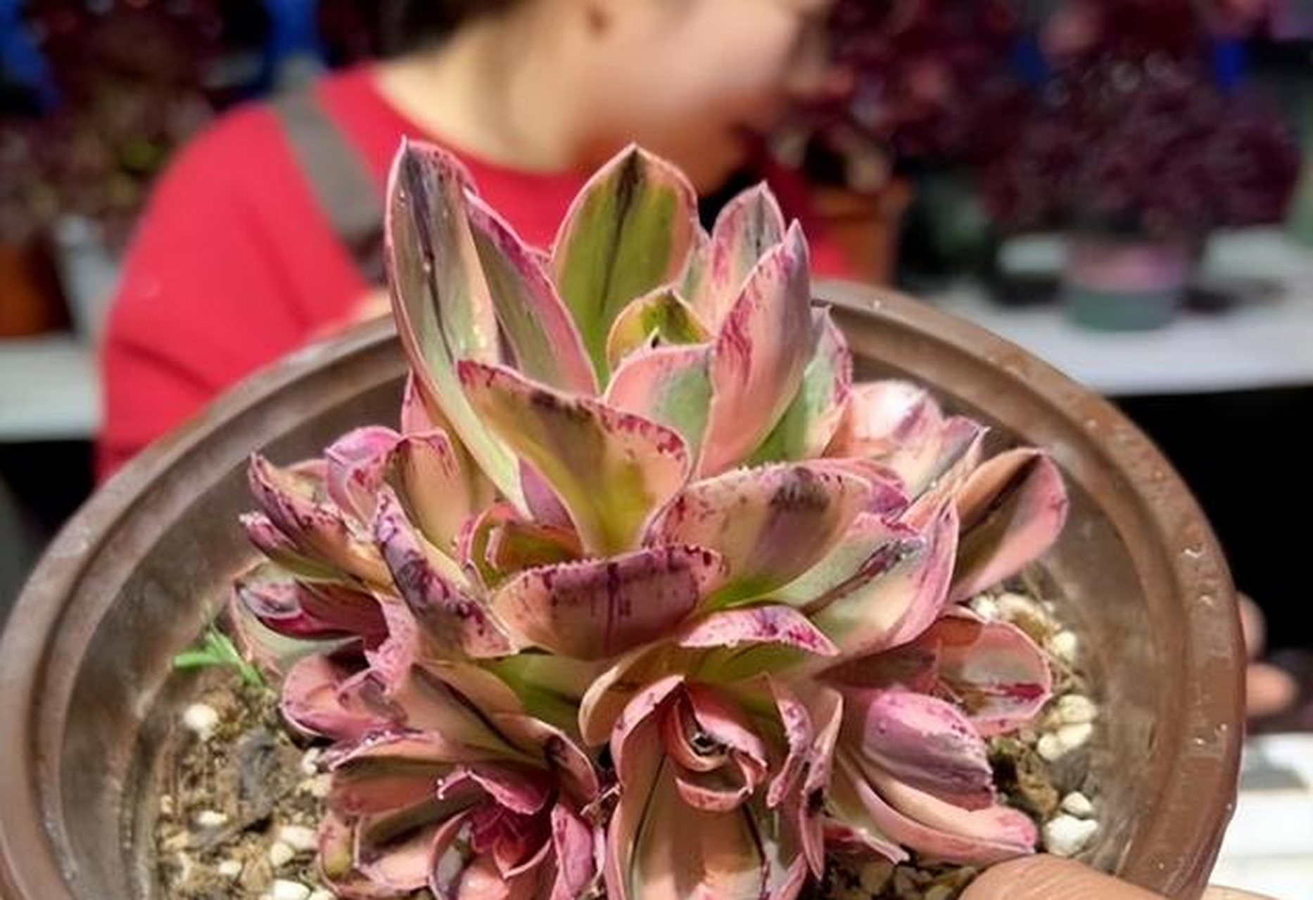 这种多肉植物非常的好看,叶片边缘是红色的,颜色甜美,甜茶法师的叶片