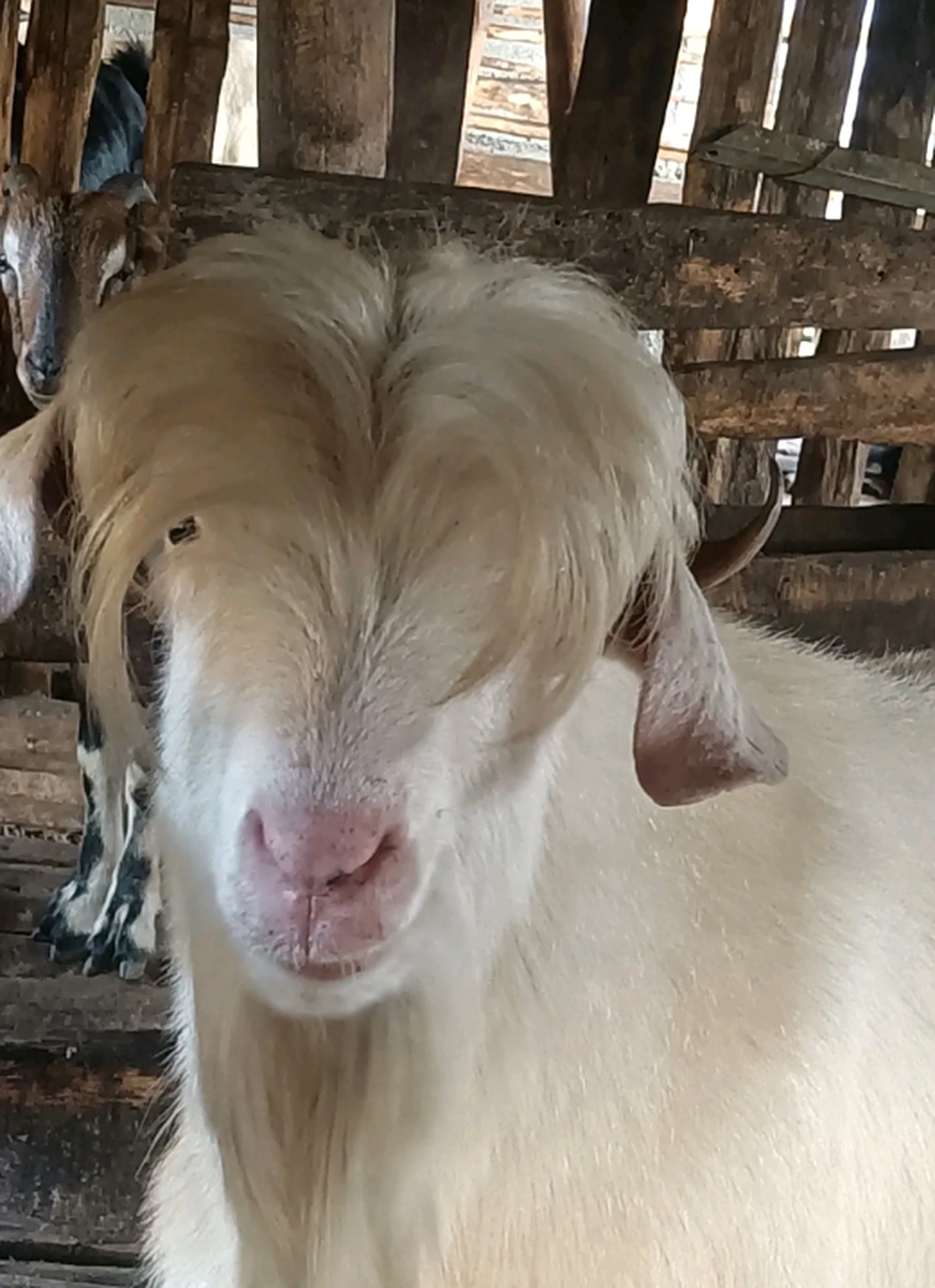 外婆家养的羊,这发型看上去真潮流