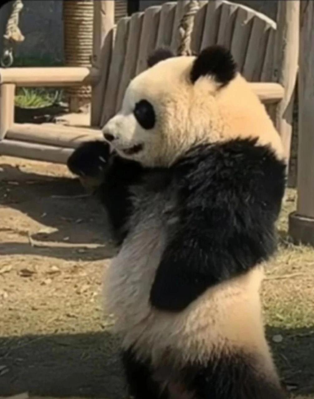 如果大熊猫颜色是颠倒的 #搞笑趣味图