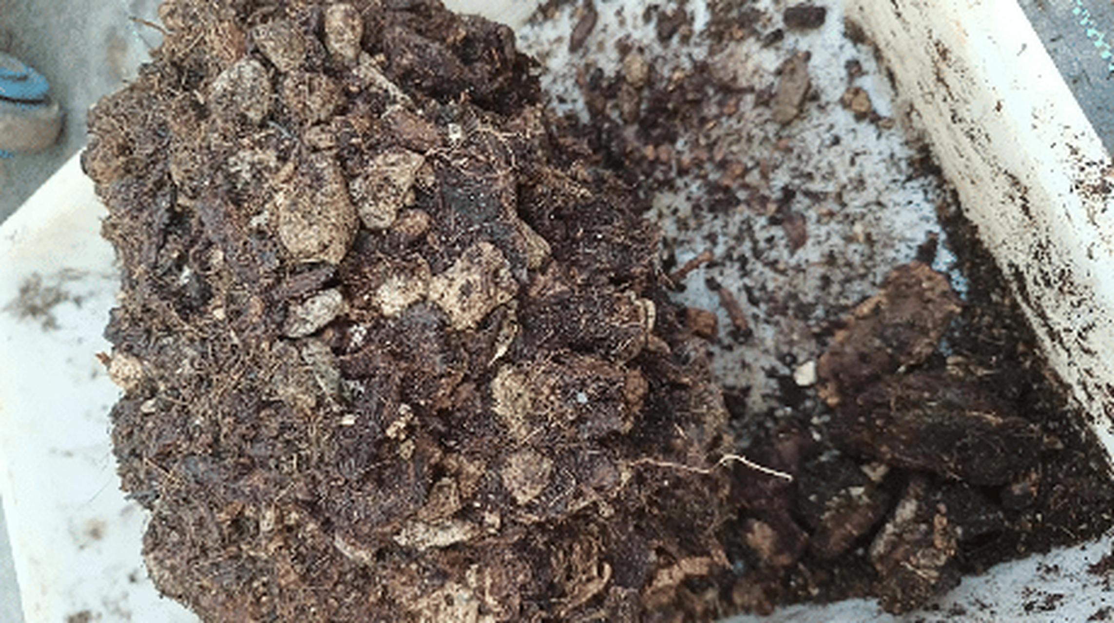 君子兰土壤的配制方法介绍.