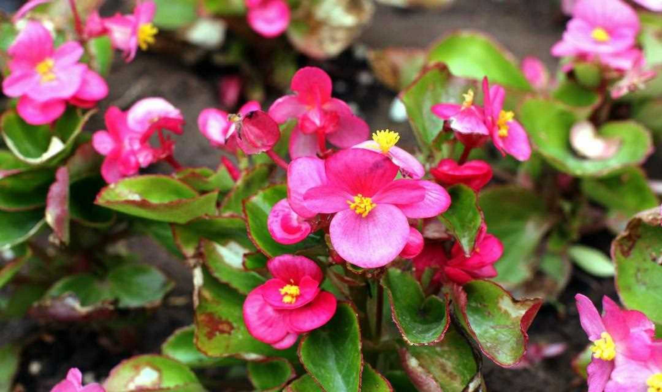 四季海棠又叫玻璃翠,叶片如同翠玉一样,花朵又有"花神仙"的美誉,所以