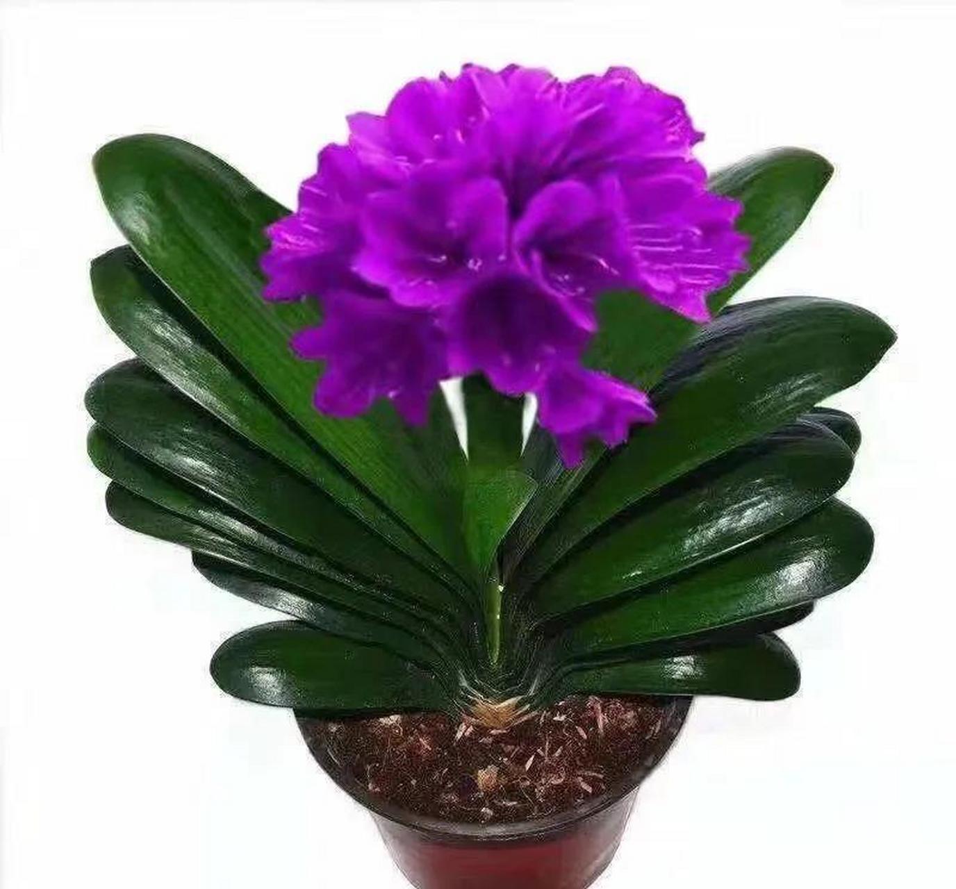 很多花友家里的君子兰叶子总是黄黄的,看着好似没精神,今天教你一个