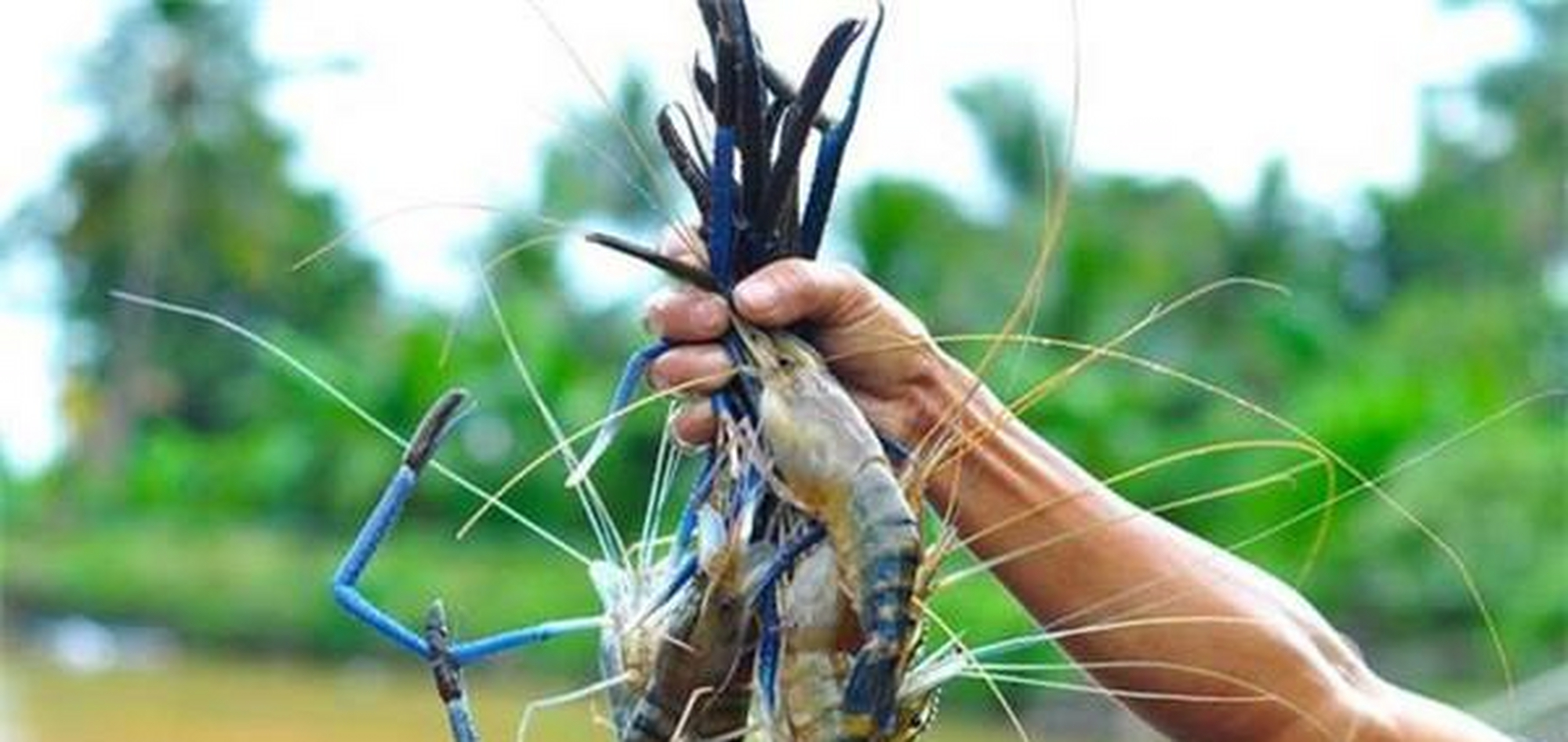 罗氏沼虾,俗称淡水长臂虾,罗氏虾,泰国虾.