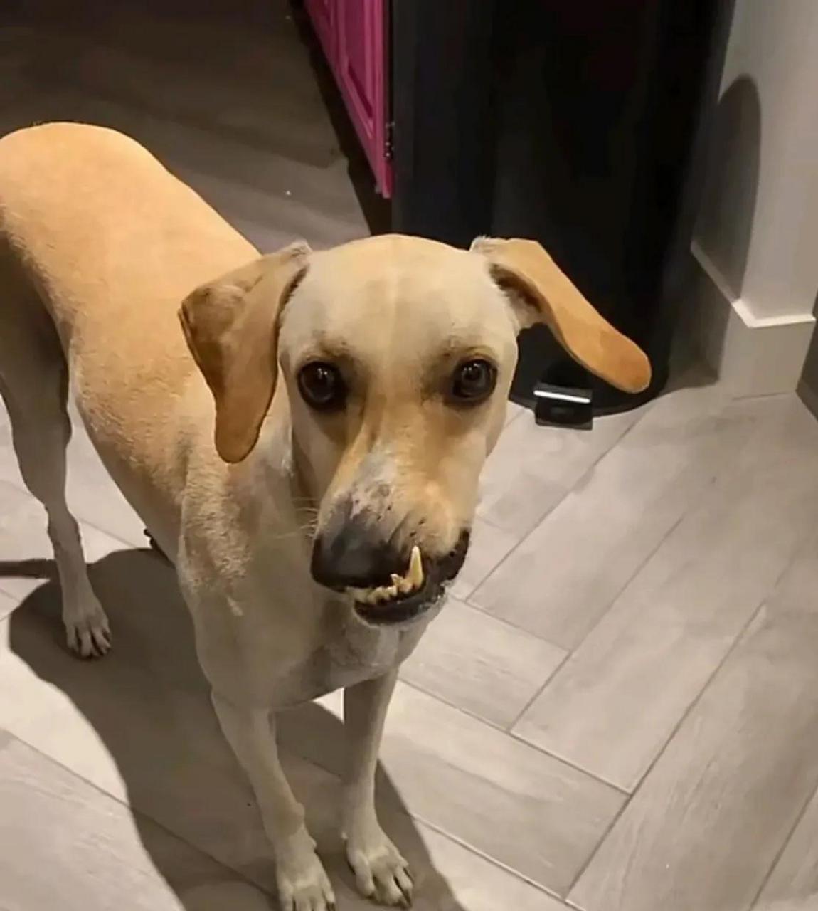 狗子也有自己的烦恼吧,为什么我的嘴巴长歪了![泪奔] #趣图搞笑