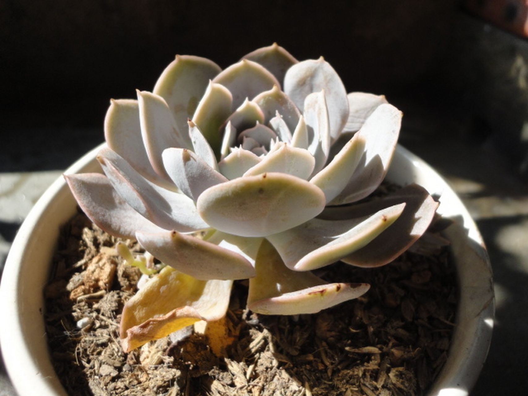 鲁氏石莲,又称鲁氏硬叶莲花,是景天科石莲花属的一种多肉植物.