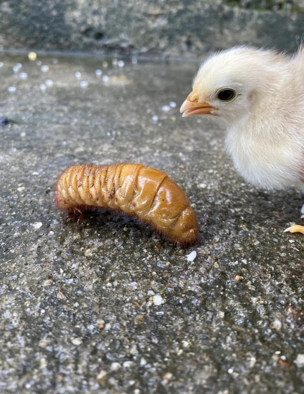 好心给小鸡捉了只虫子,它怎么不吃呢?