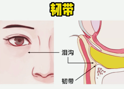 眼轮匝肌睑部图片