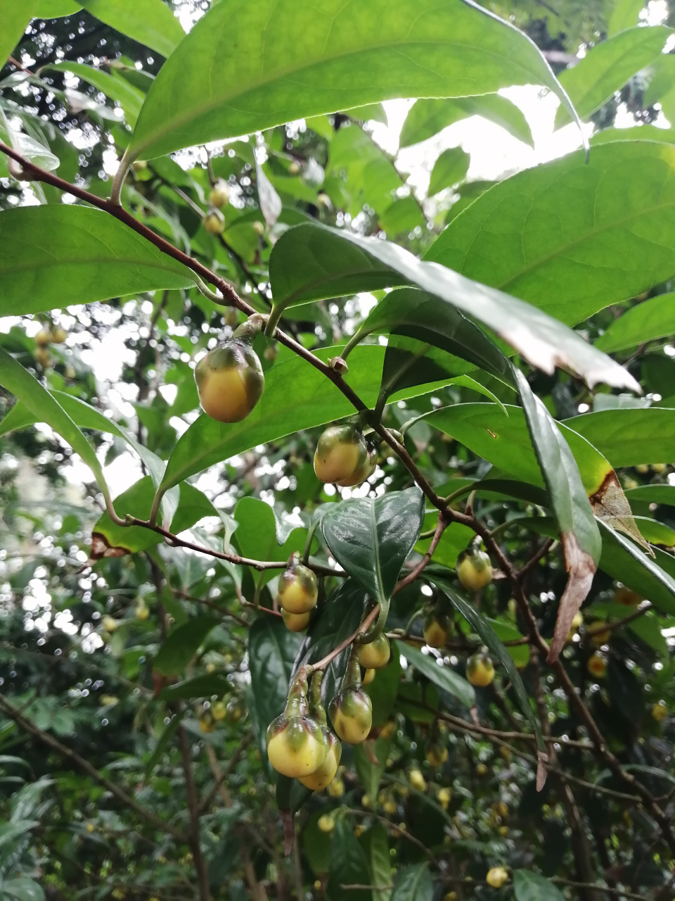 中东金花茶图片