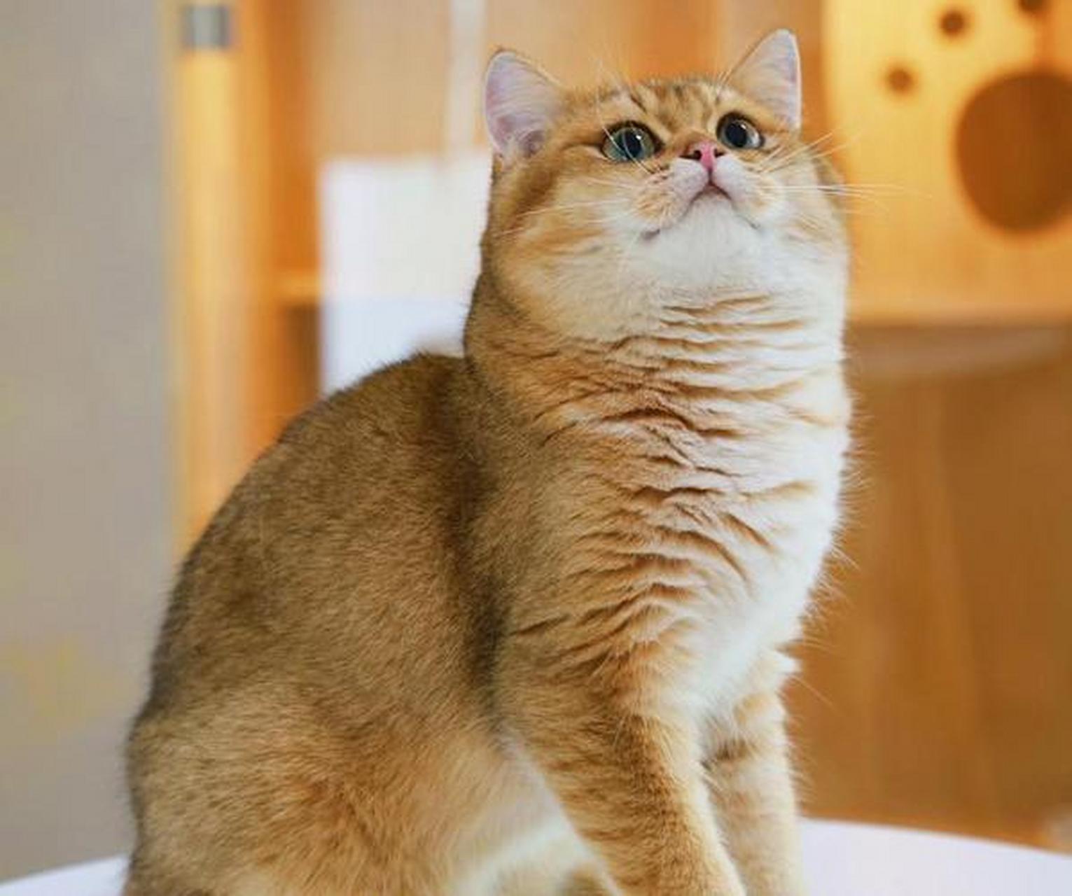 金渐层猫,属于英国短毛猫的一种,以其独特的金色外表和温和的性格而