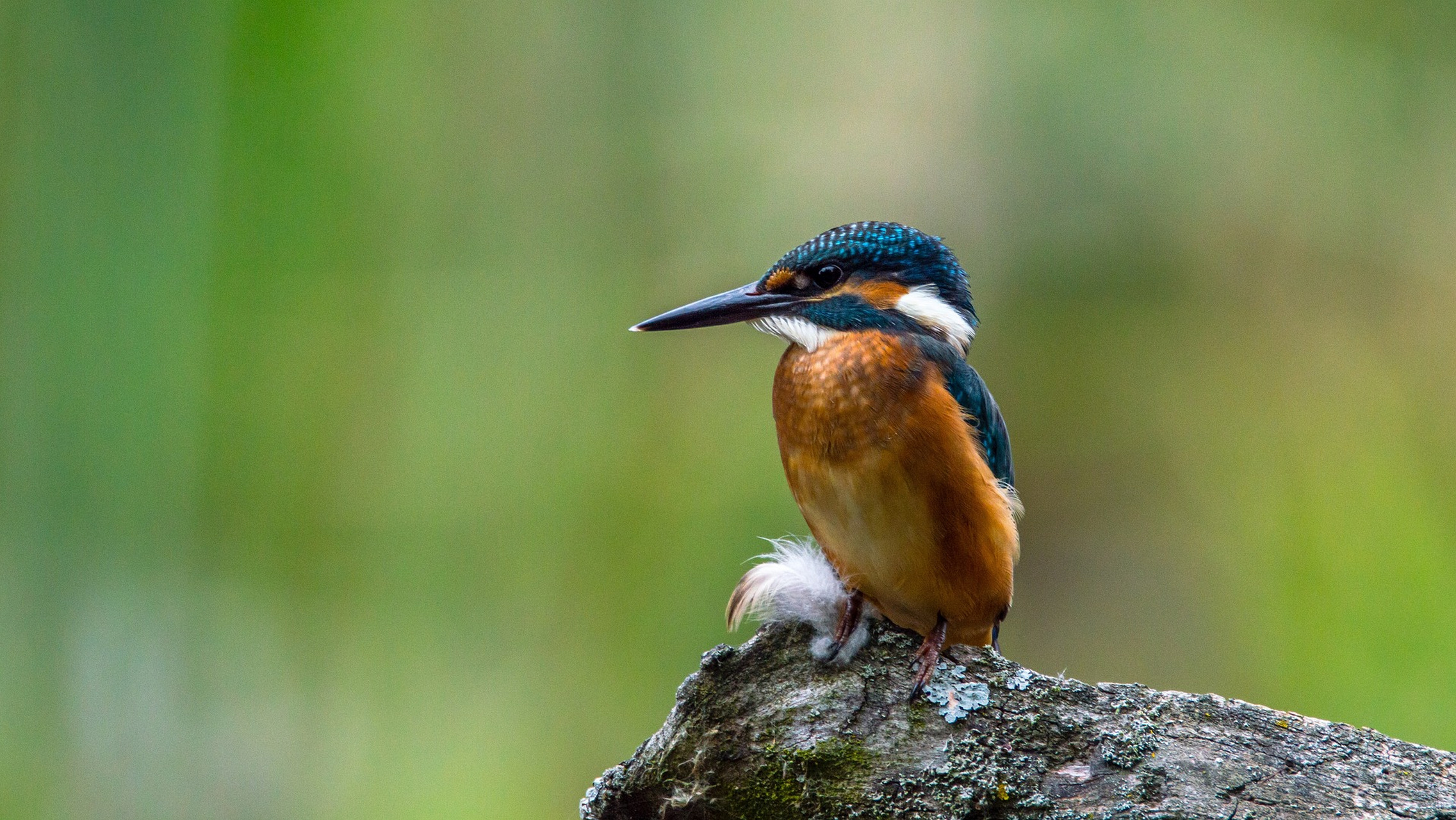 鸟,是很常见的动物之一,但是鸟类的速度都很快,很难把它们清晰地拍