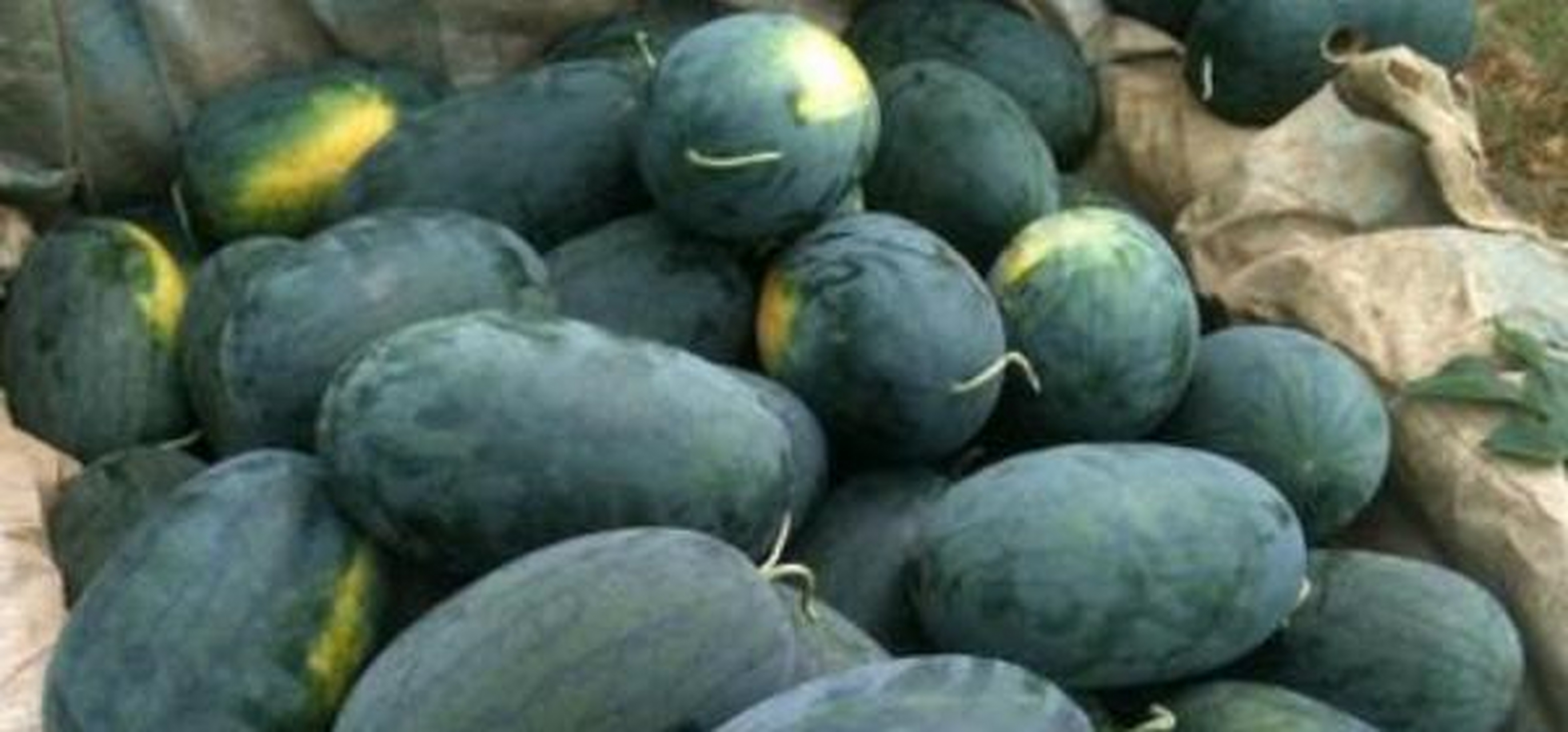 养殖小天使西瓜时,要为其每周浇灌一次水分,并向植株施入氮肥,磷钾肥