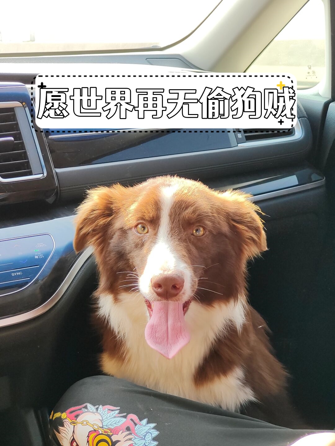 养了三个月 一直有定位器在身上 昨天上午6点到