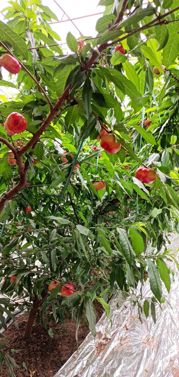 深州蜜桃是全国有名的贡桃.