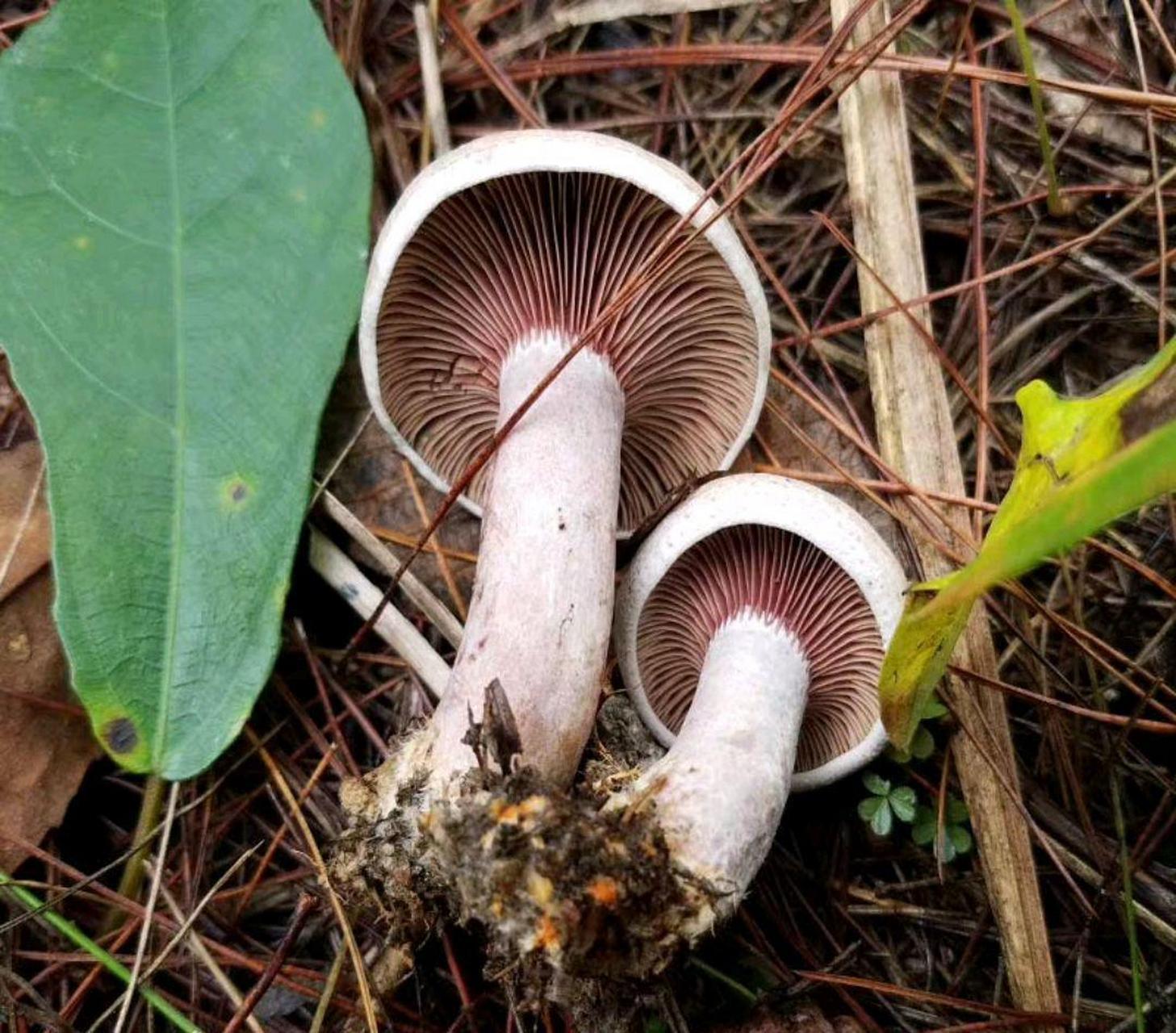 去山上捡的菌子,不知道吃的时候应该注意些什么?