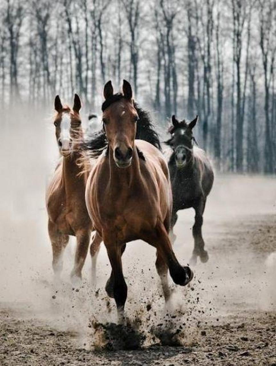 马被人类驯化以来,在漫长的发展过程中,由于各地区自然环境的影响和不