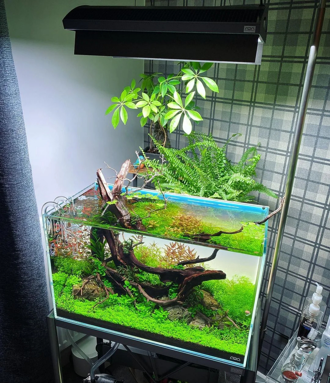 造景小白,几块石头沉木也能复制的草缸