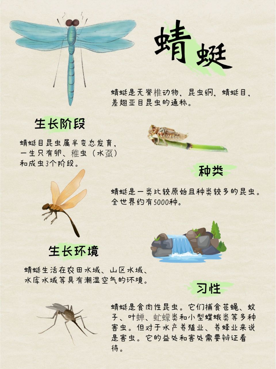蜻蜓成长四个过程图片