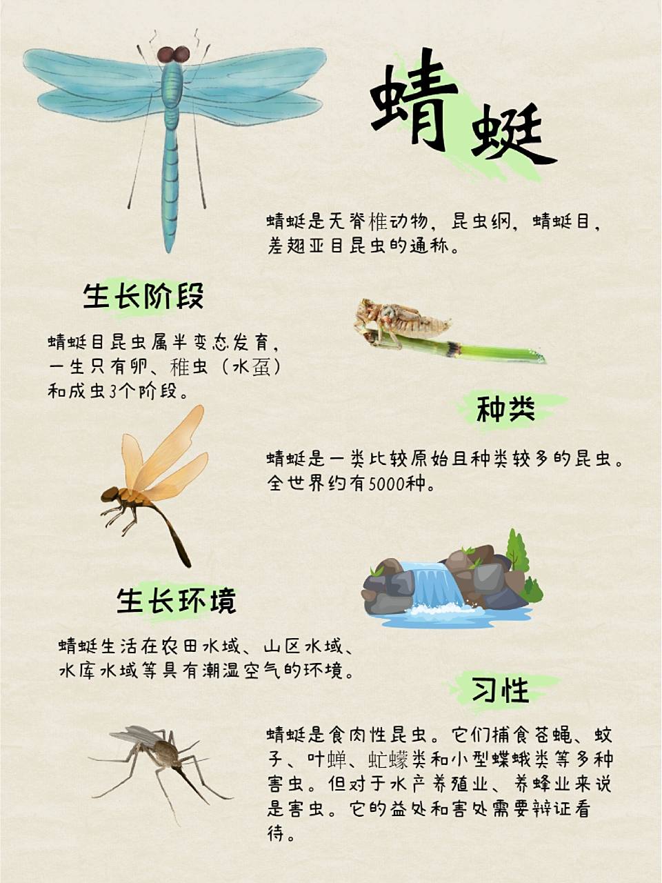蜻蜓这些秘密都知道吗 给孩子关于蜻蜓的自然科普笔记,夏天快到了