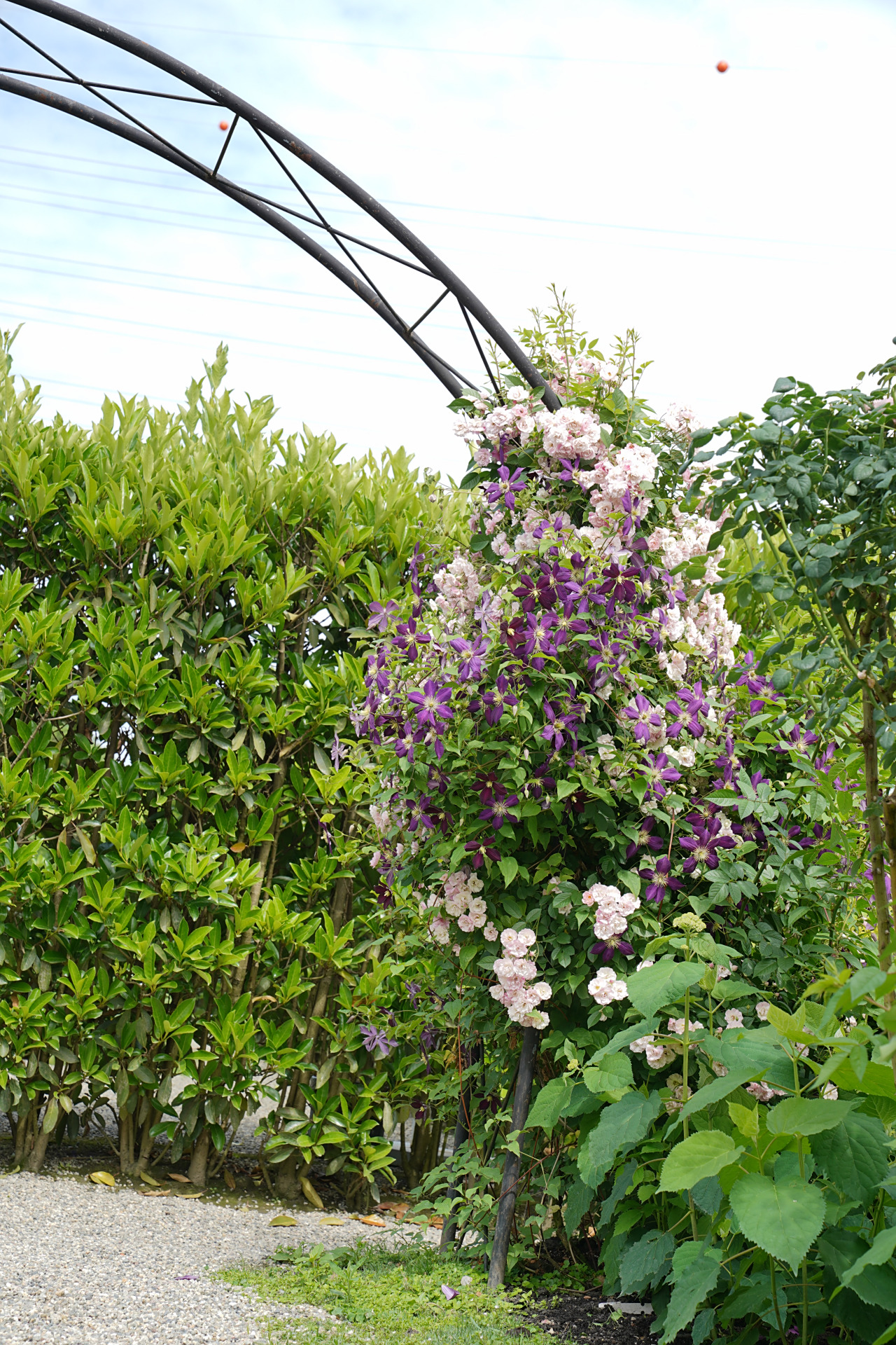 去年1月我种下的苹果花拱门开得怎么样了?