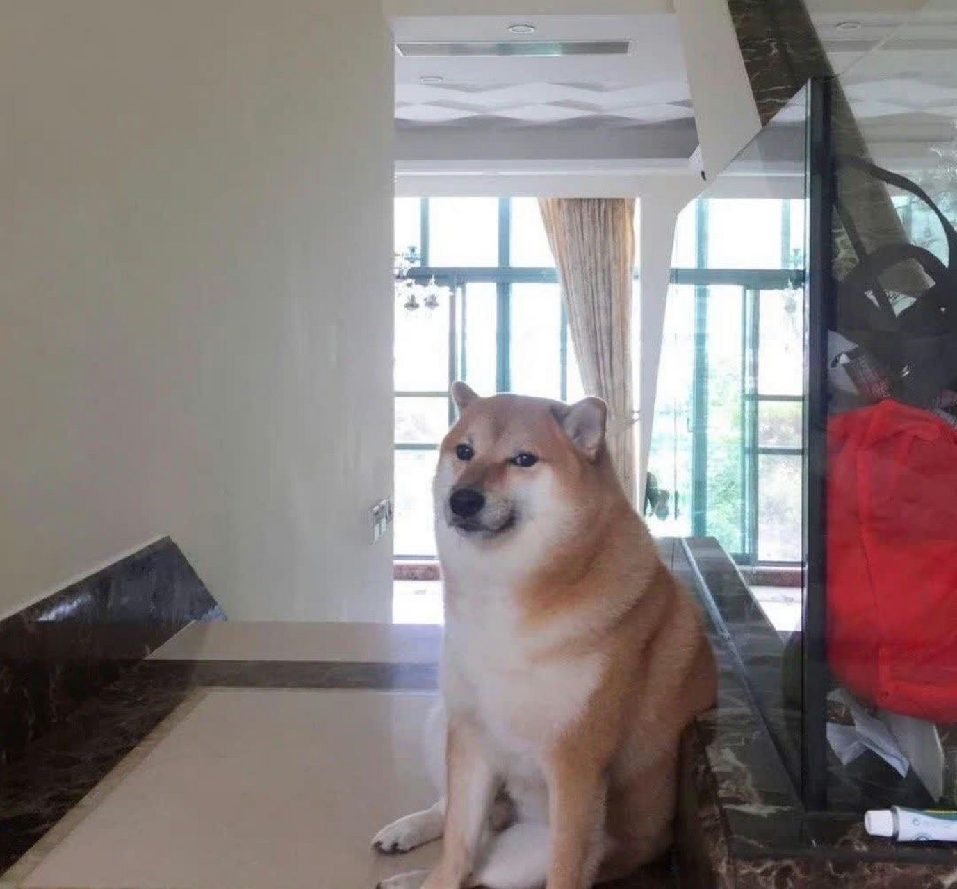 静静欣赏狗子表情包,像p的吗?[尬笑]