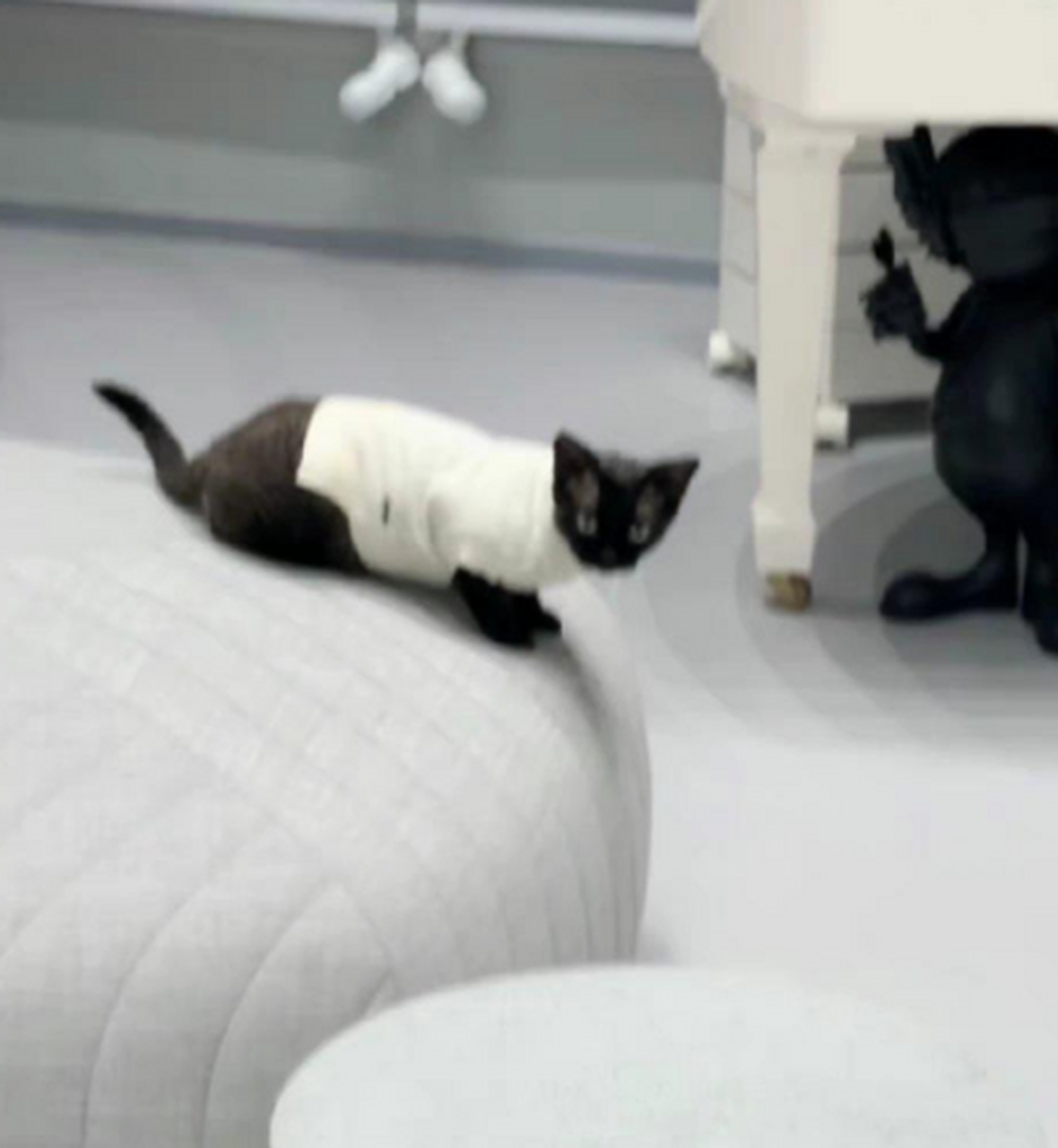 华晨宇分享了per哥的新衣服,还吐槽perper现在太胖了