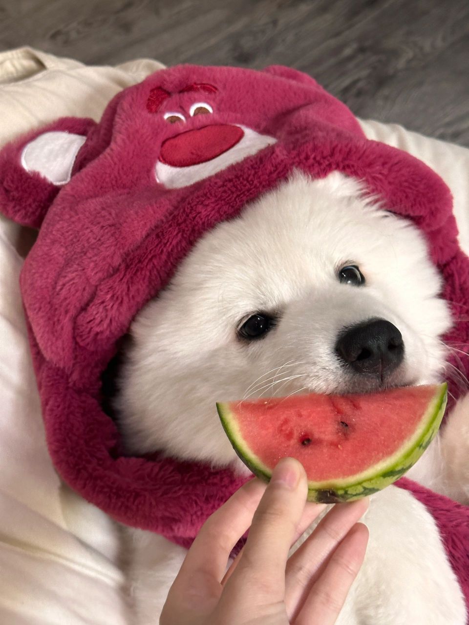 西瓜味的草莓熊[舔屏]#萨摩耶#  今天是西瓜耶