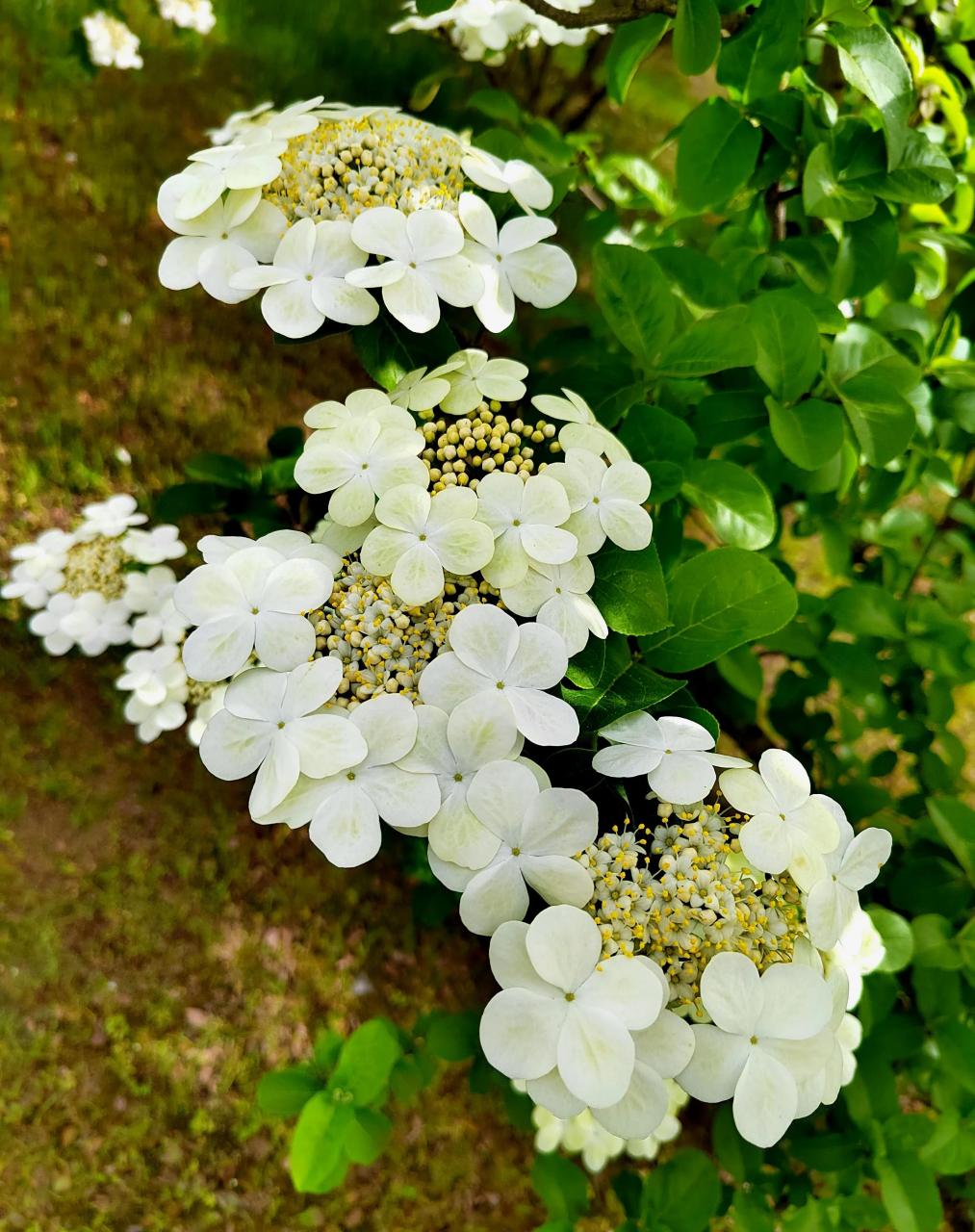 其实传说中迷倒隋炀帝的琼花还不是现在人们看到的琼花.