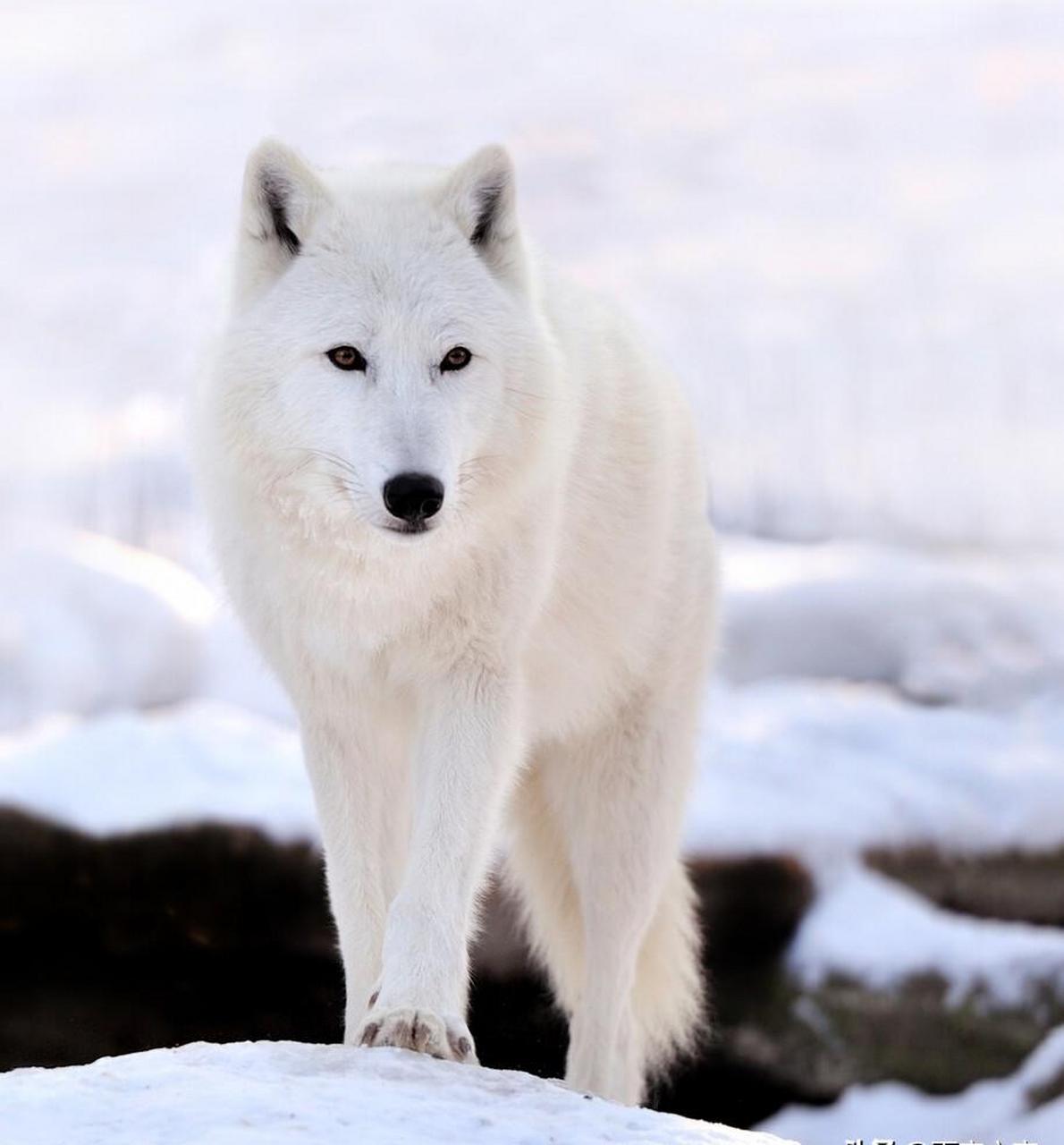雪狼之悲「动物故事」 故事发生在几十年前的北方地区.